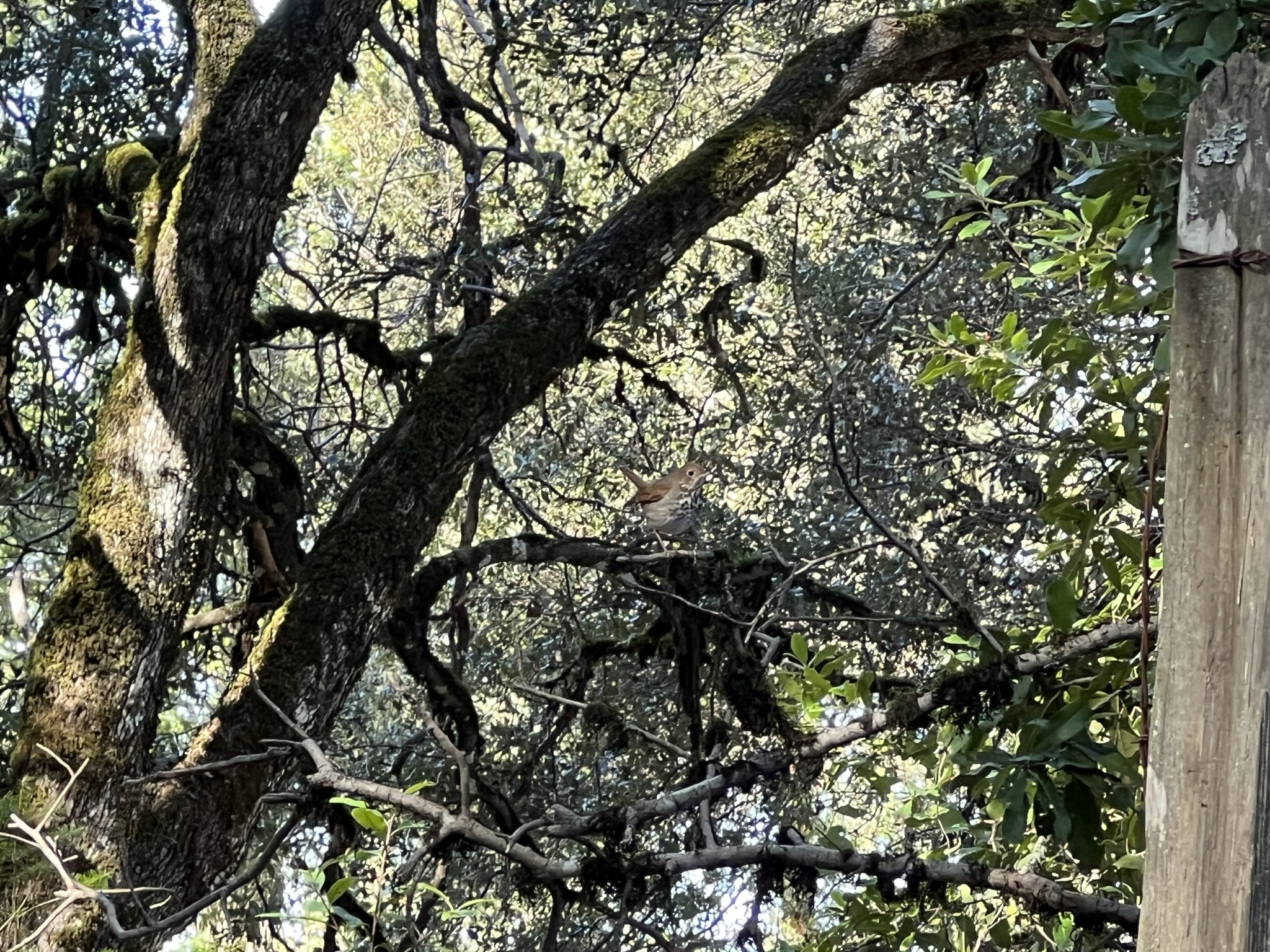 这个鸟也挺肥的