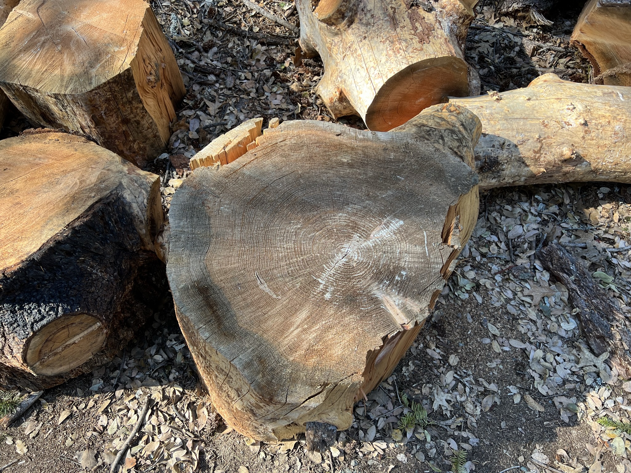 大概数了数年轮，这个树有一百多岁了