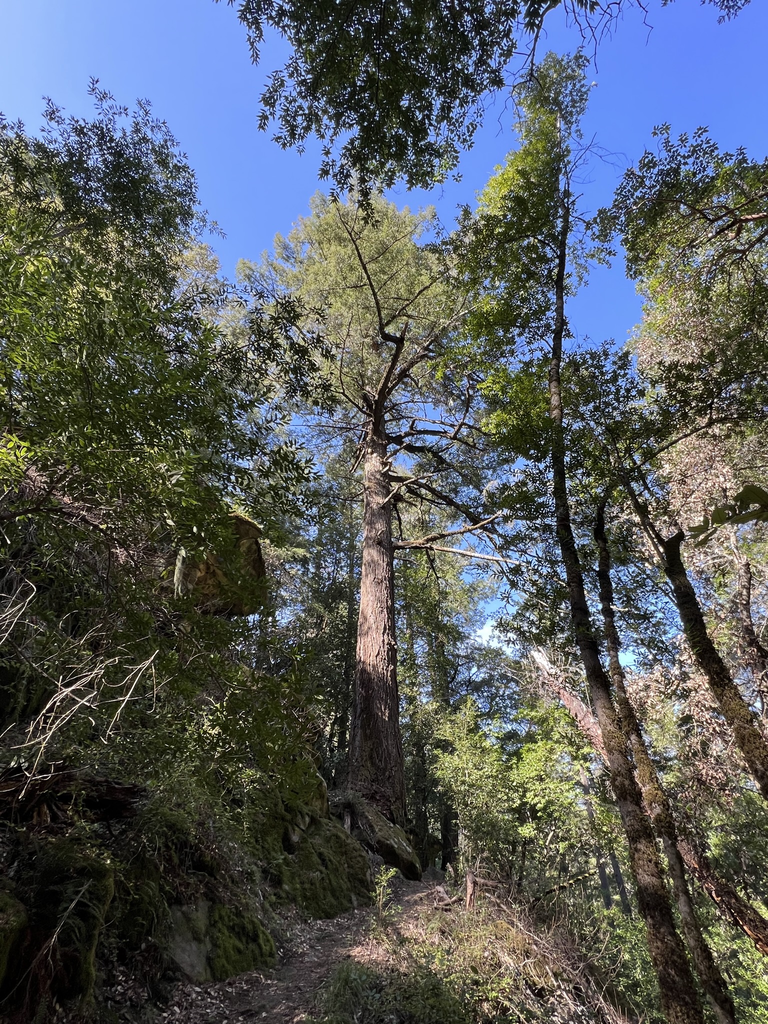 这棵参天大树是长在一块大岩石上的