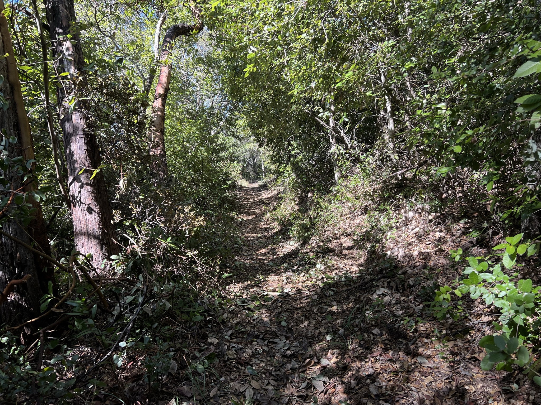 步道上全是落叶