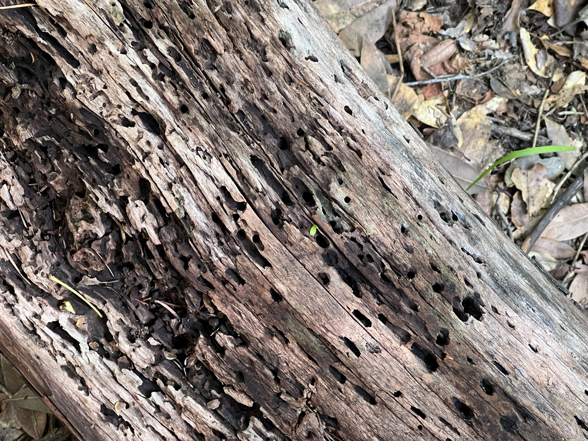 已经长出了小苗