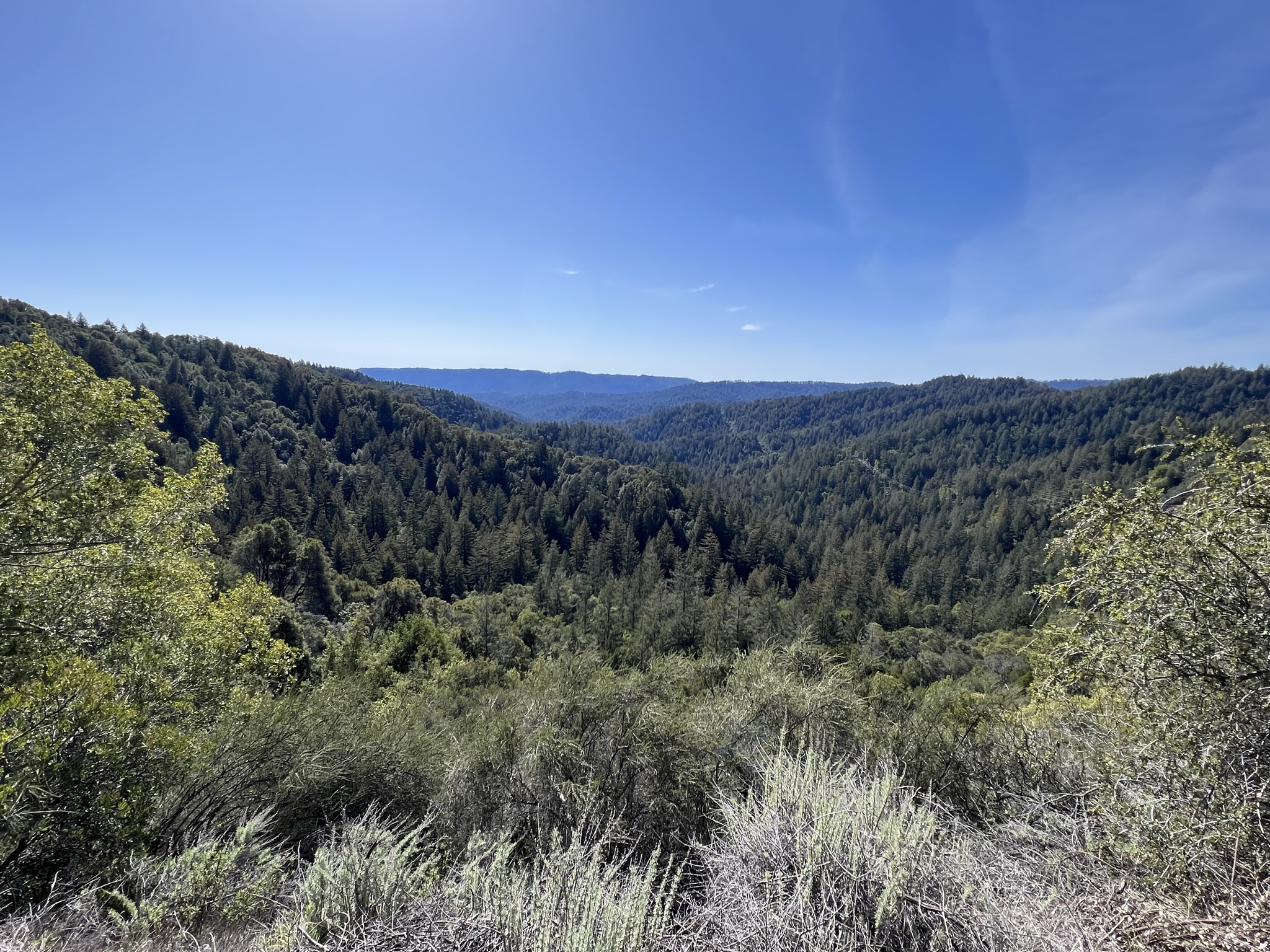 成片的树林，我就是从那里的山谷走出来的