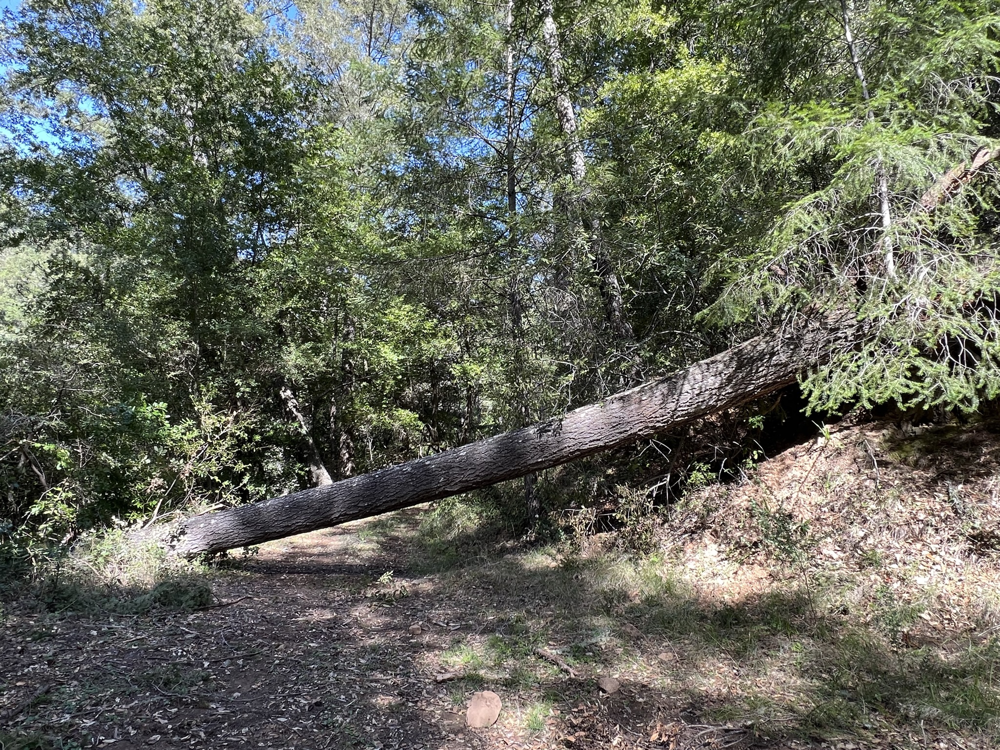 倒下的树比比皆是
