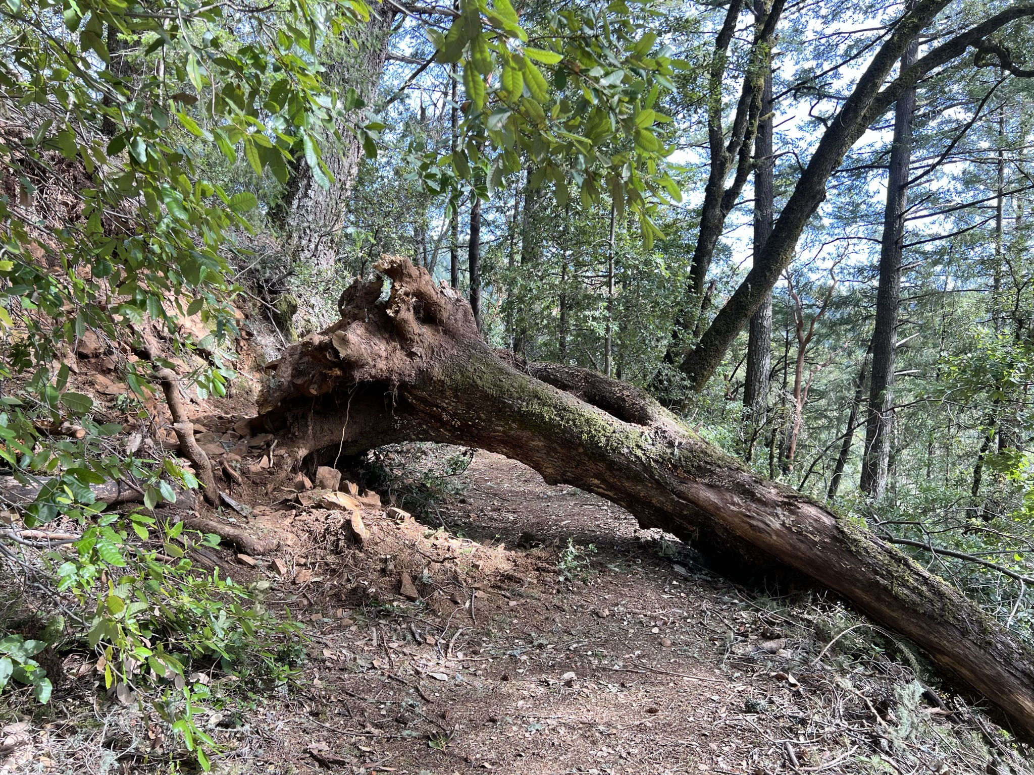幸好还能绕着走
