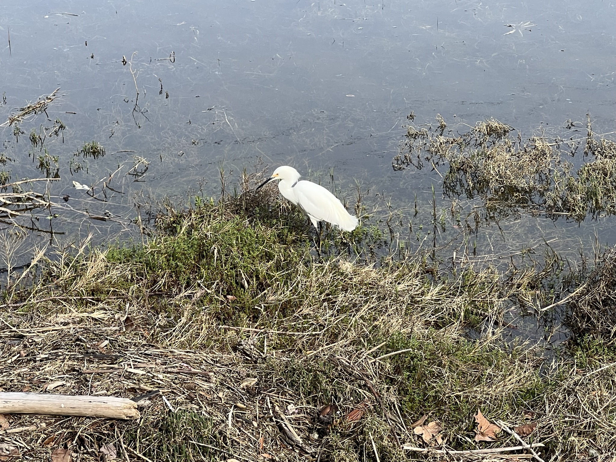 正在觅食的白鹭