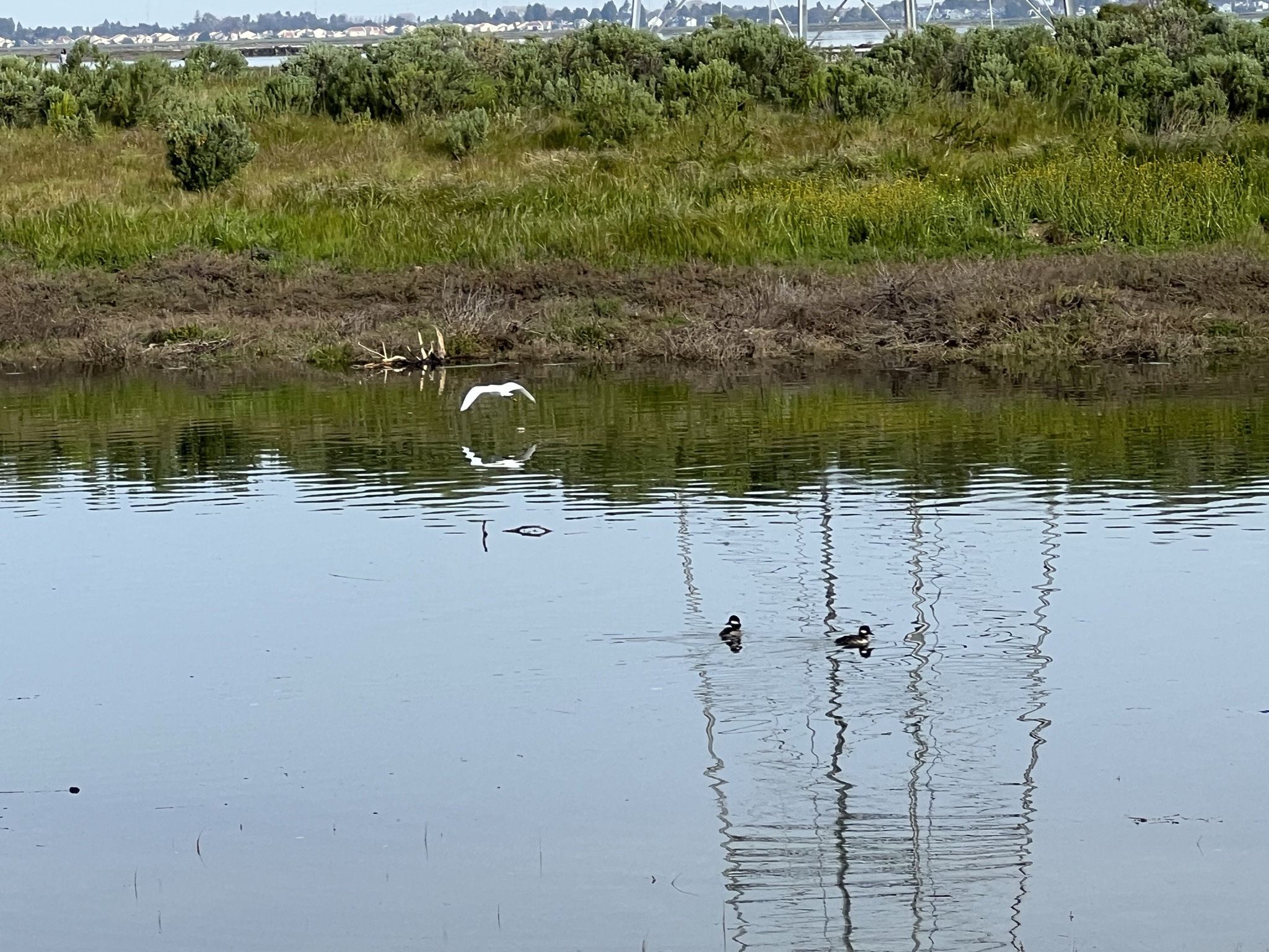 白鹭看到有人骑自行车过来就飞走了