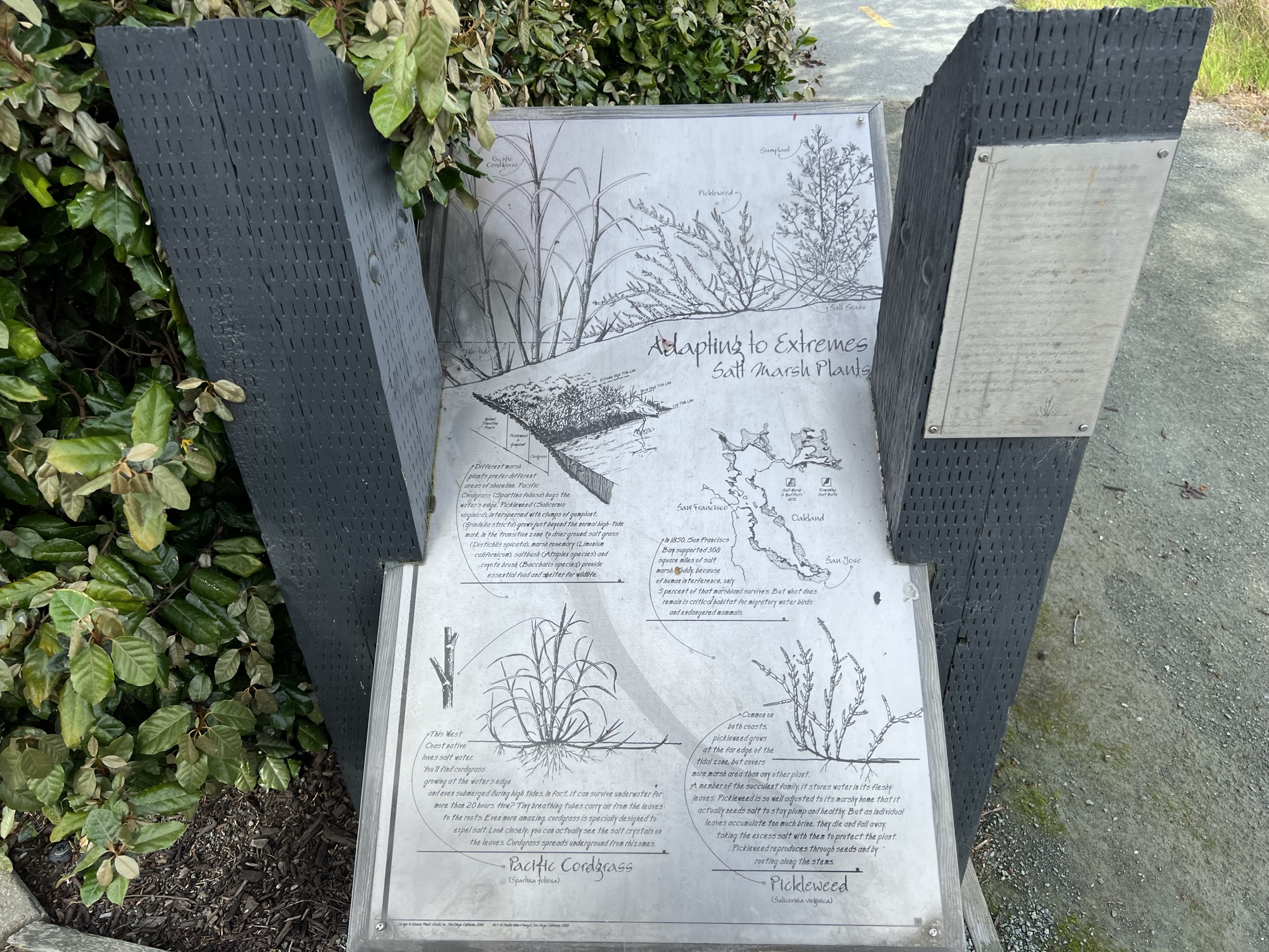 盐碱地的植物们