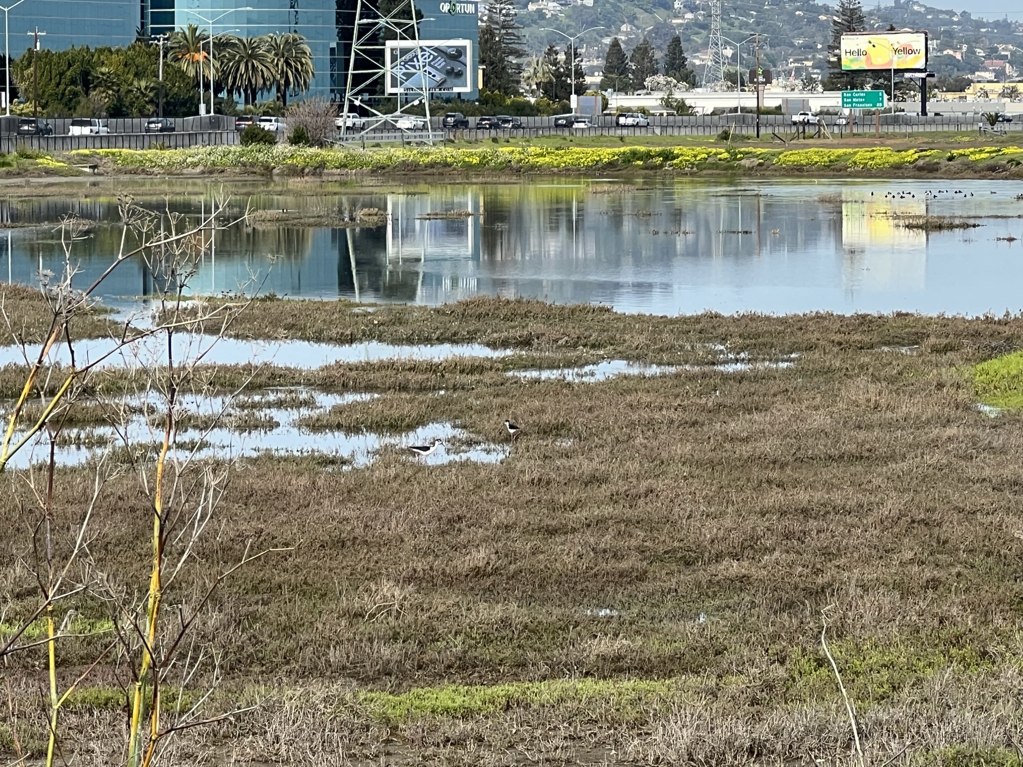 Black-Necked Stilt 黑颈长脚鹬