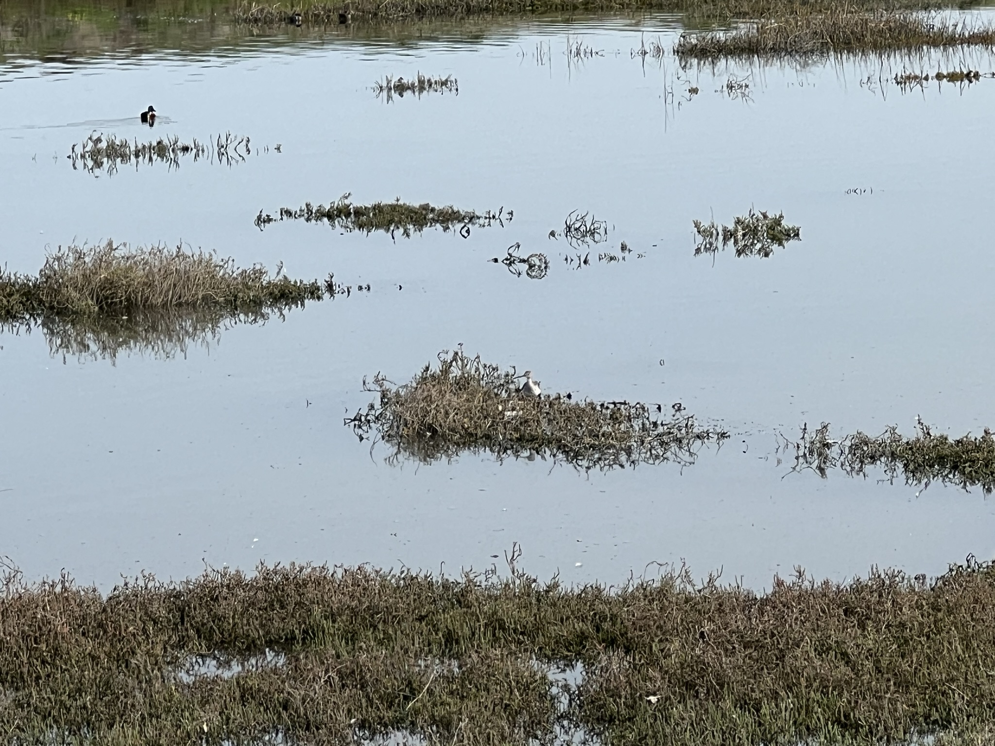 Long-Billed Dowitcher 长嘴半蹼鹬，它的巢和幼鸟