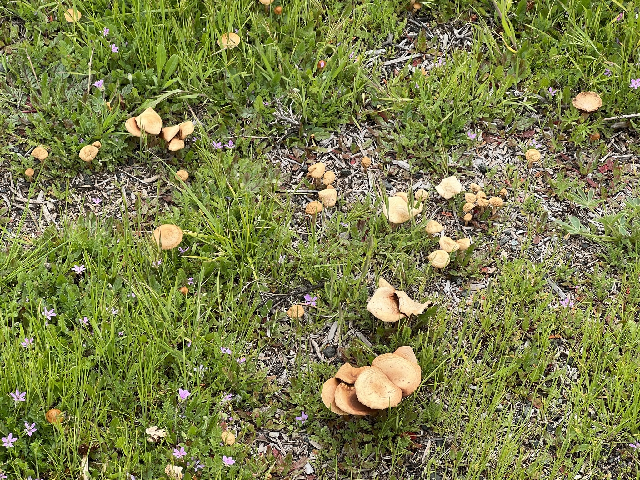 新长出来的真菌