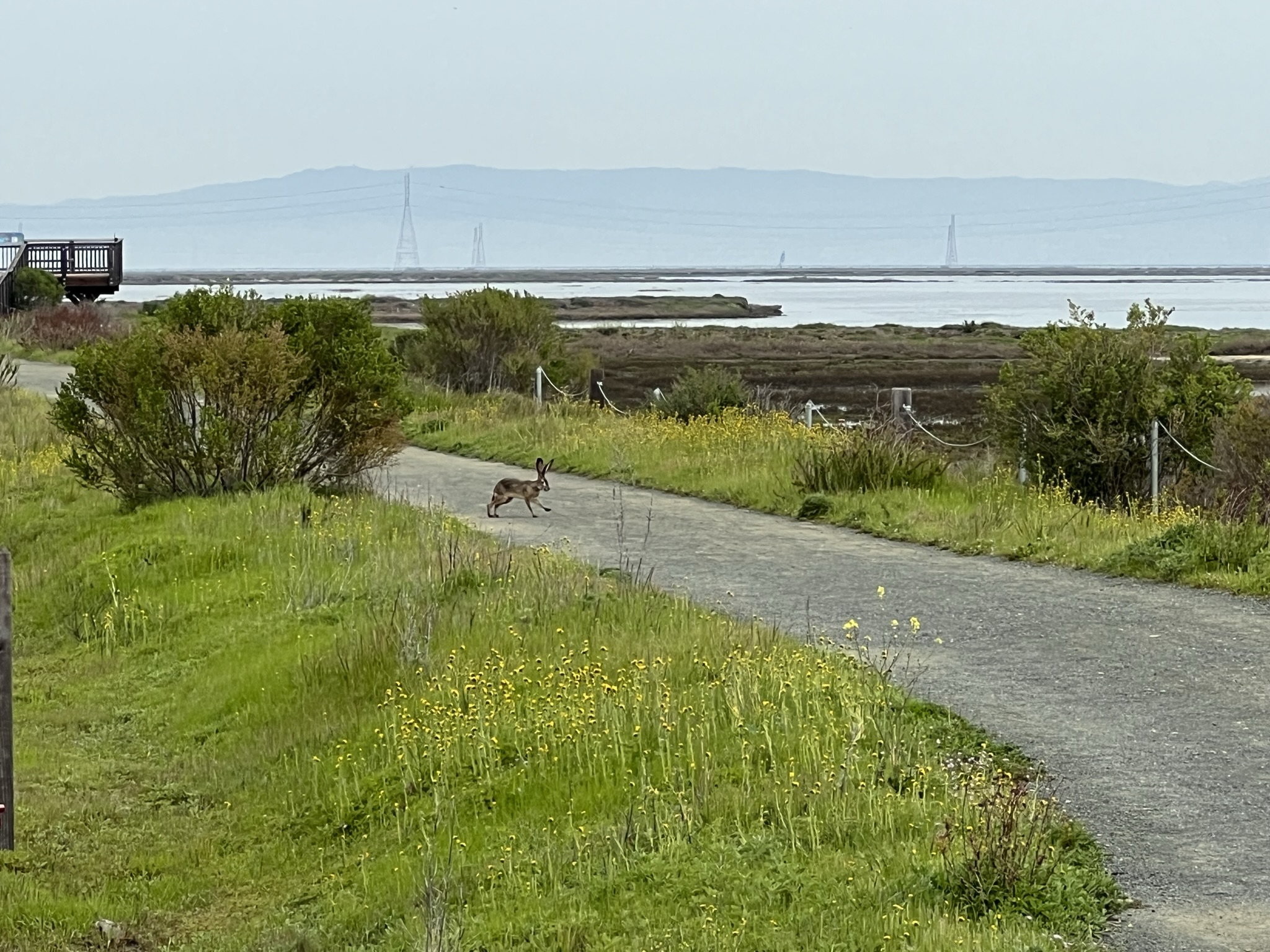 偶遇一个长耳兔