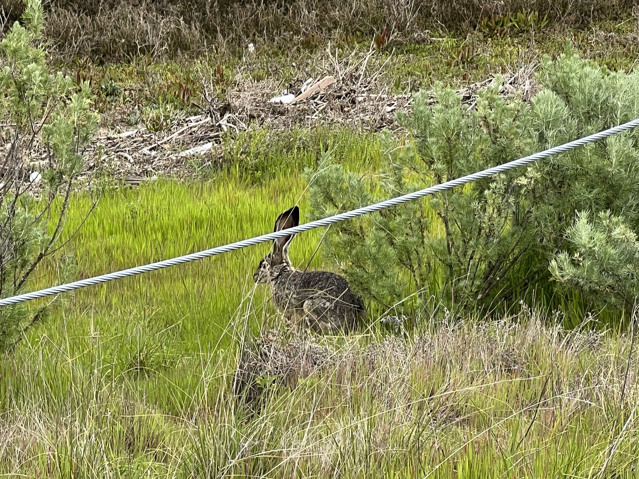刚才看到的长耳兔