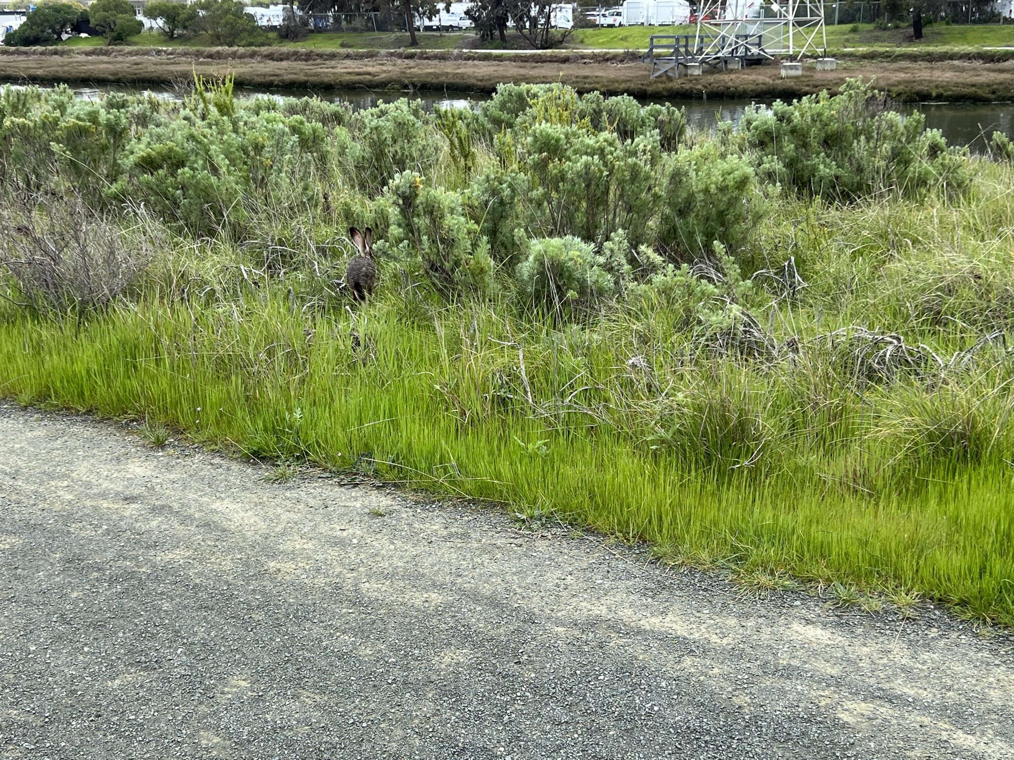 看到有人来直接跳走了