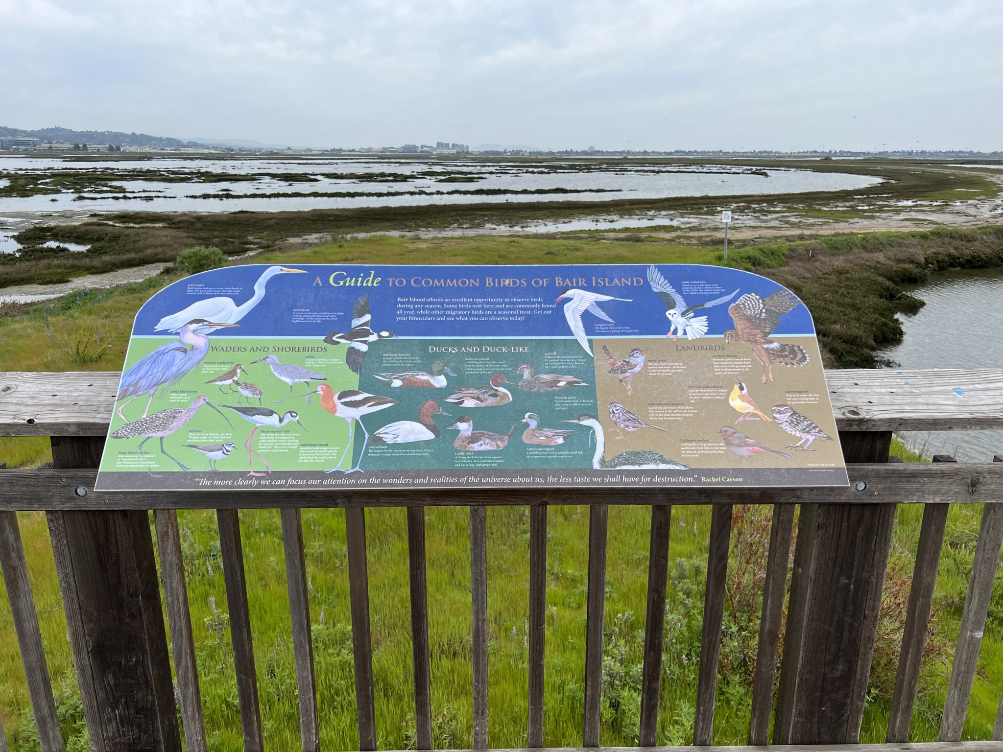 这边常见的一些鸟类