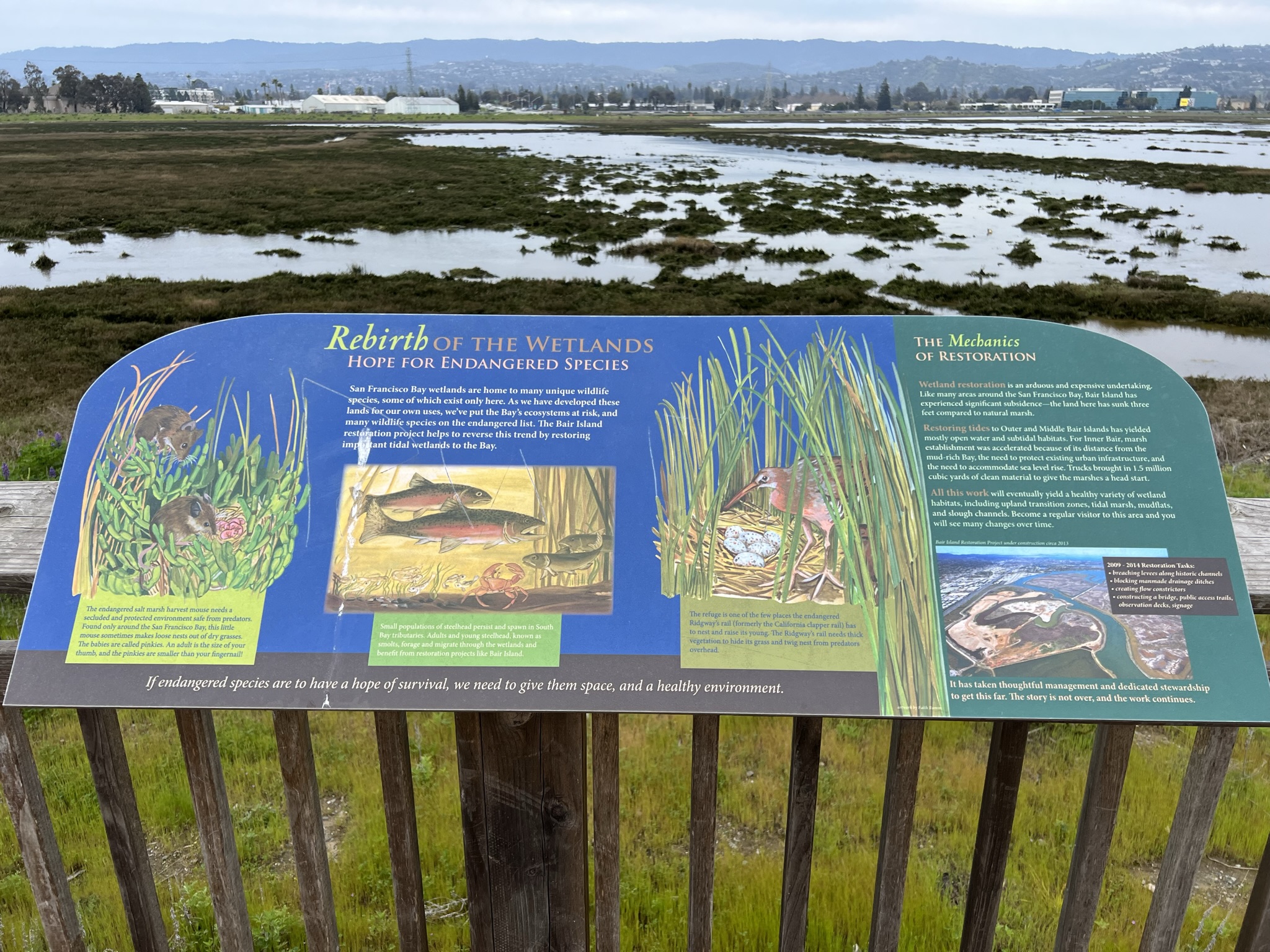 这边有拇指大小的老鼠，可惜没见到，长嘴半蹼鹬的巢倒是看到了