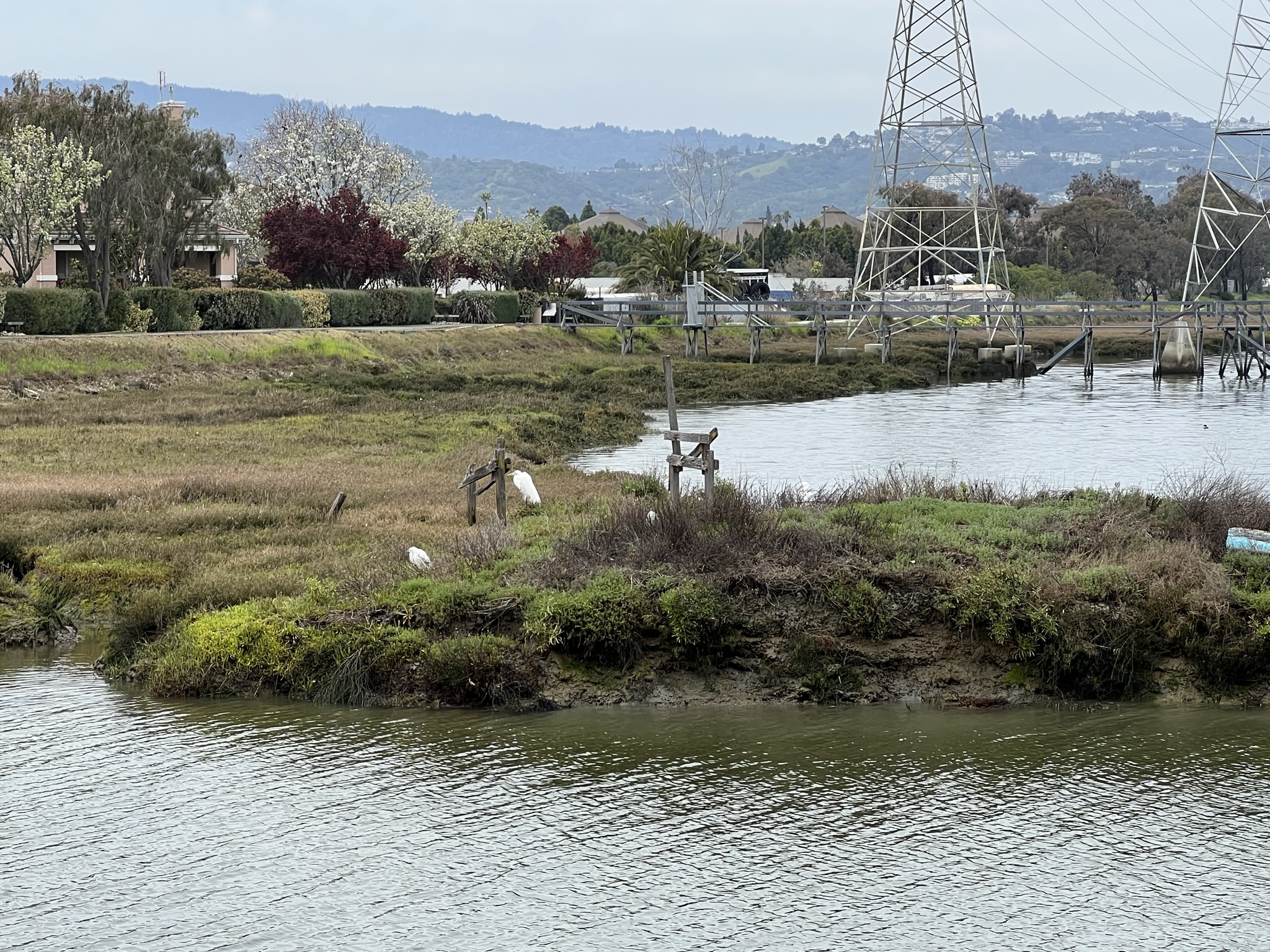 草丛里有三四只大白鹭
