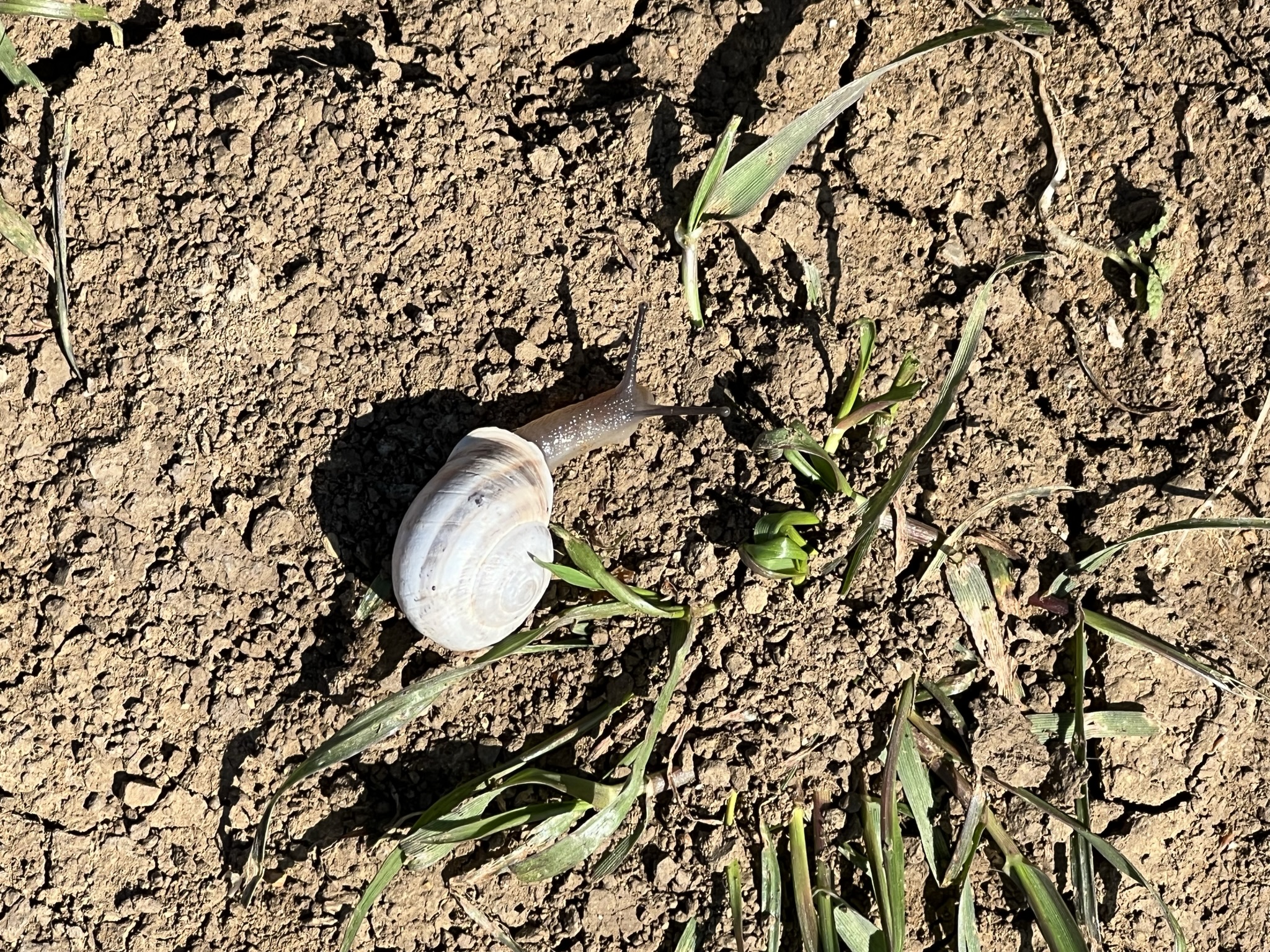 很久都没见过蜗牛了