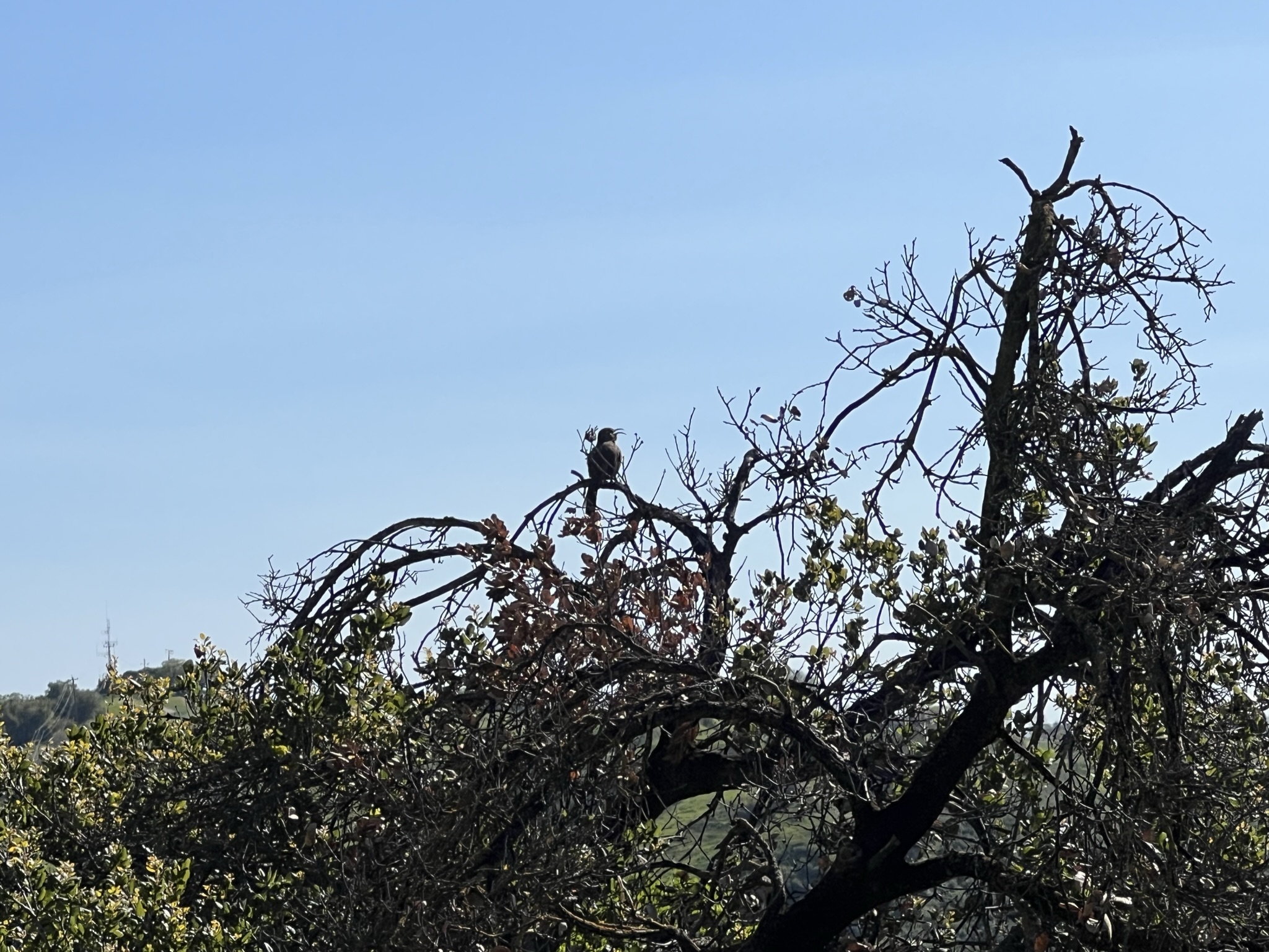 这个鸟唱歌唱了半个多小时
