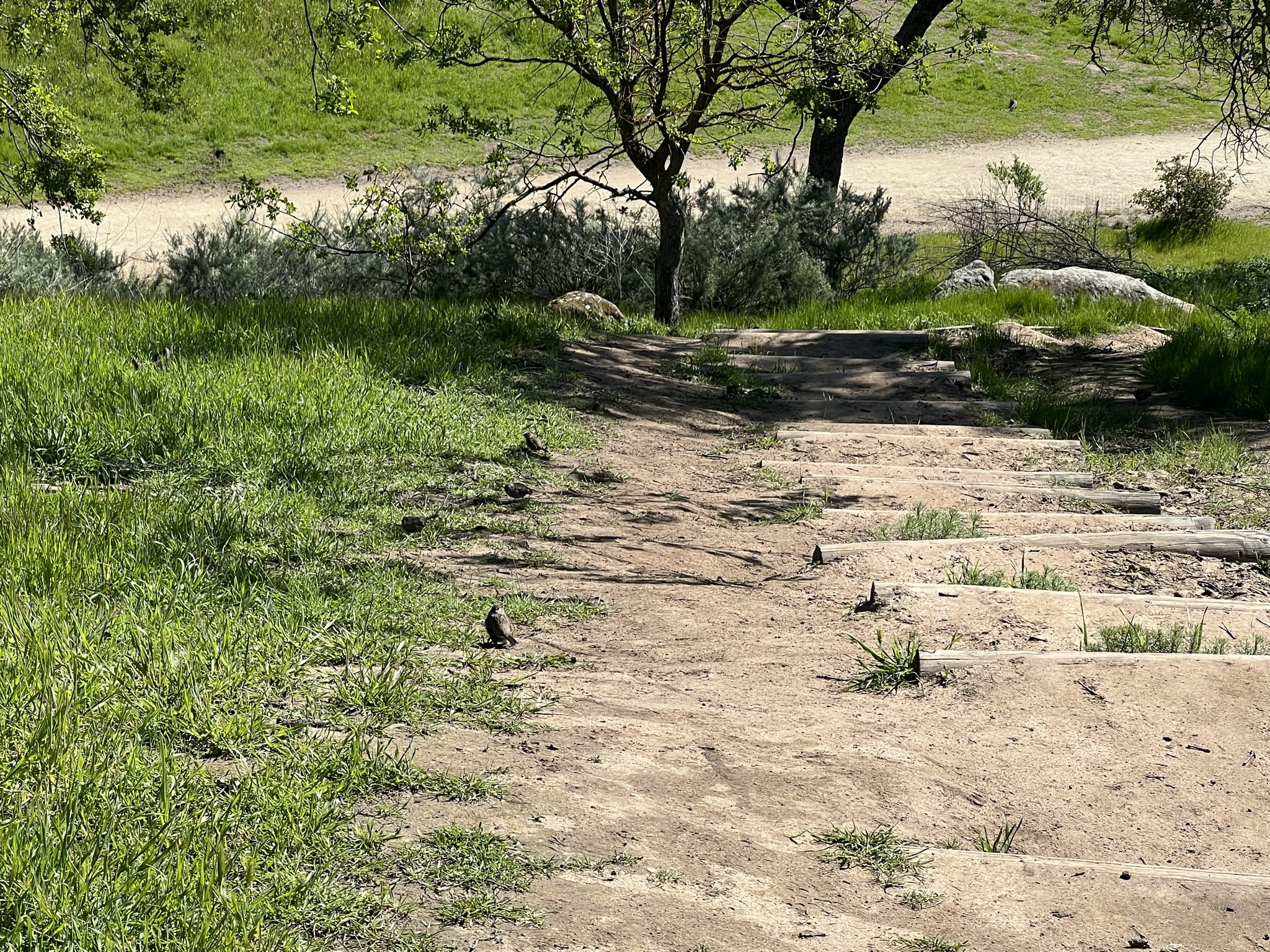 好几只大麻雀在土里找吃的