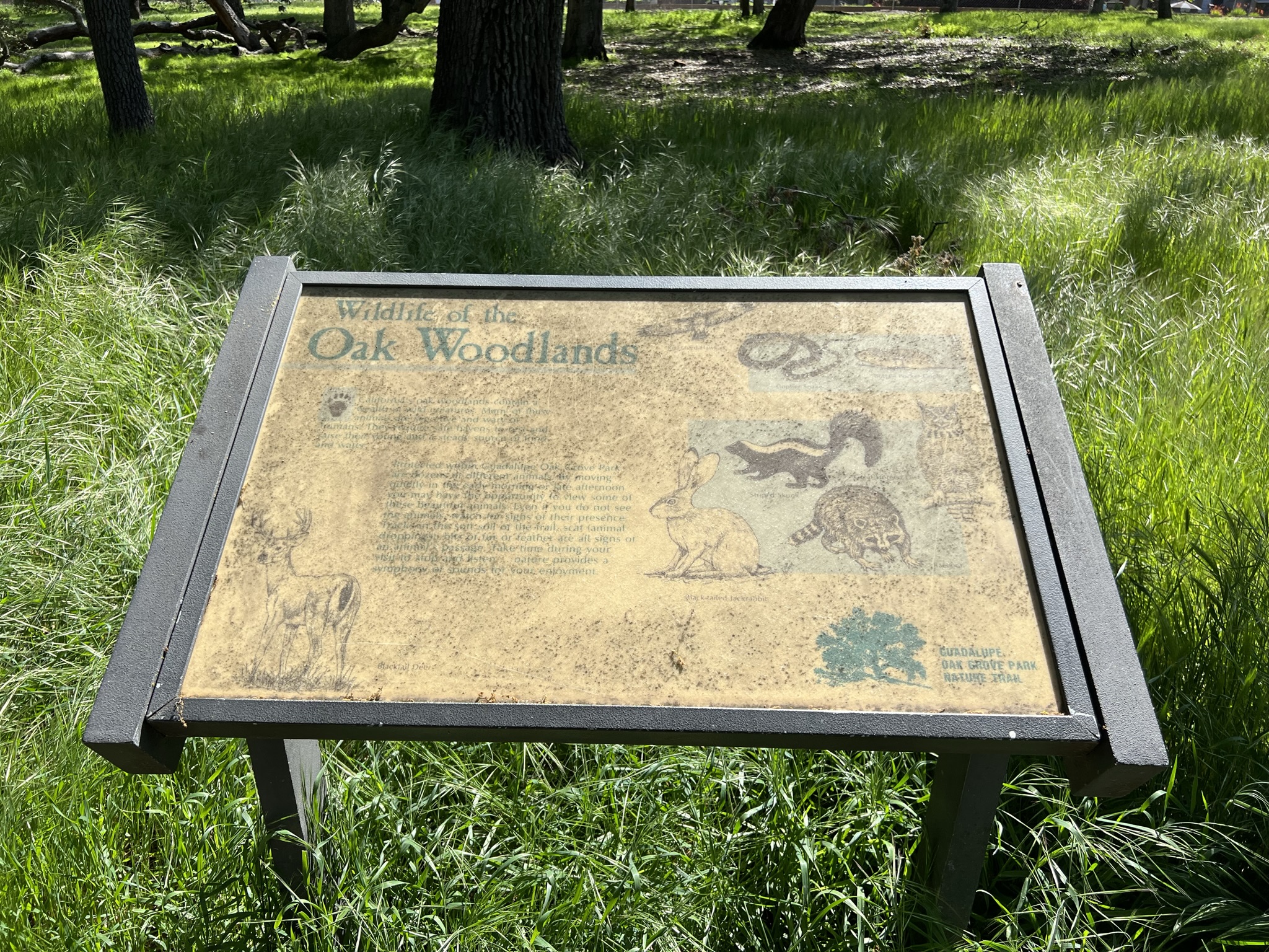 公园里有很多这样的动物