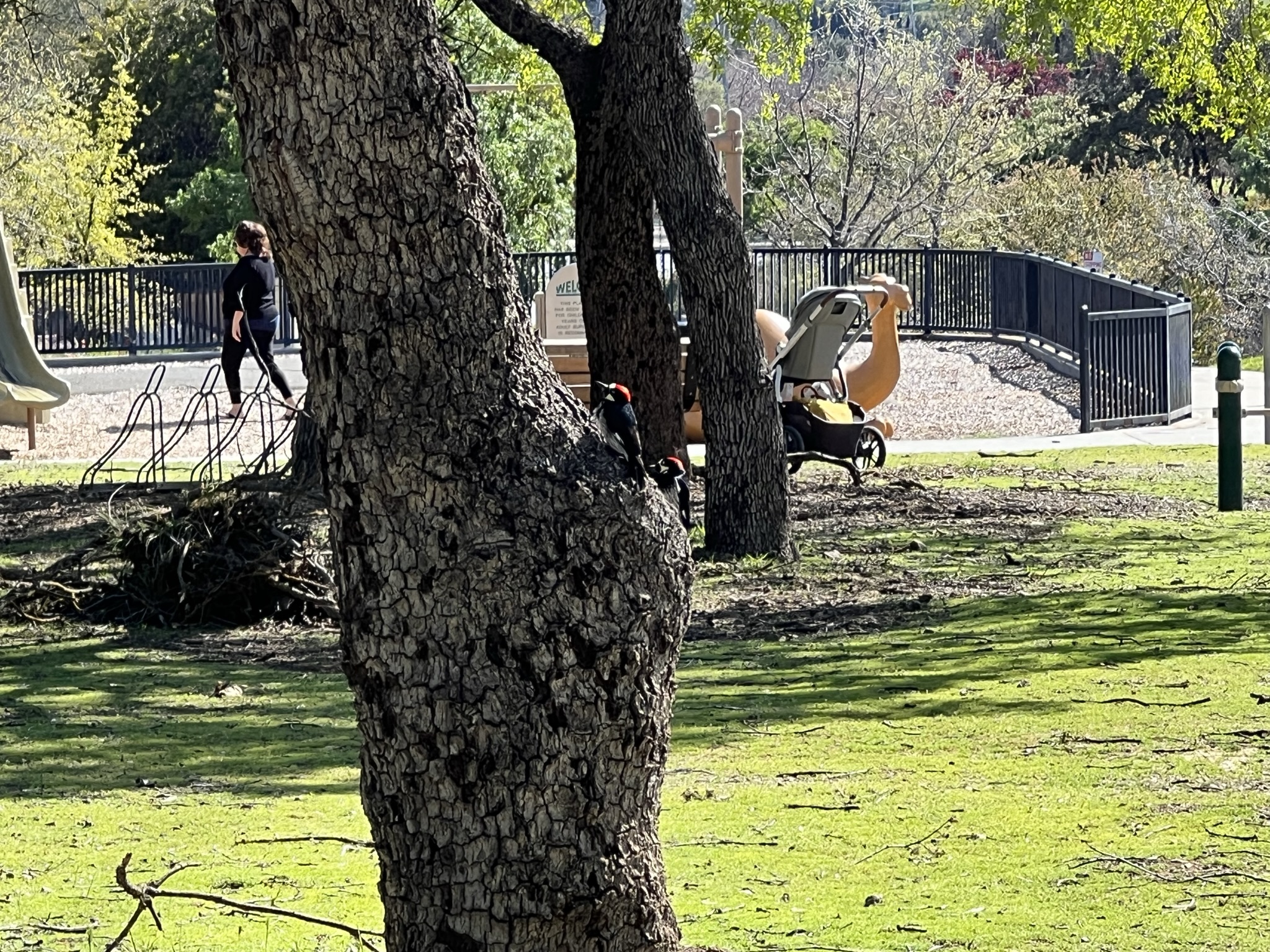 这两个啄木鸟飞的好低