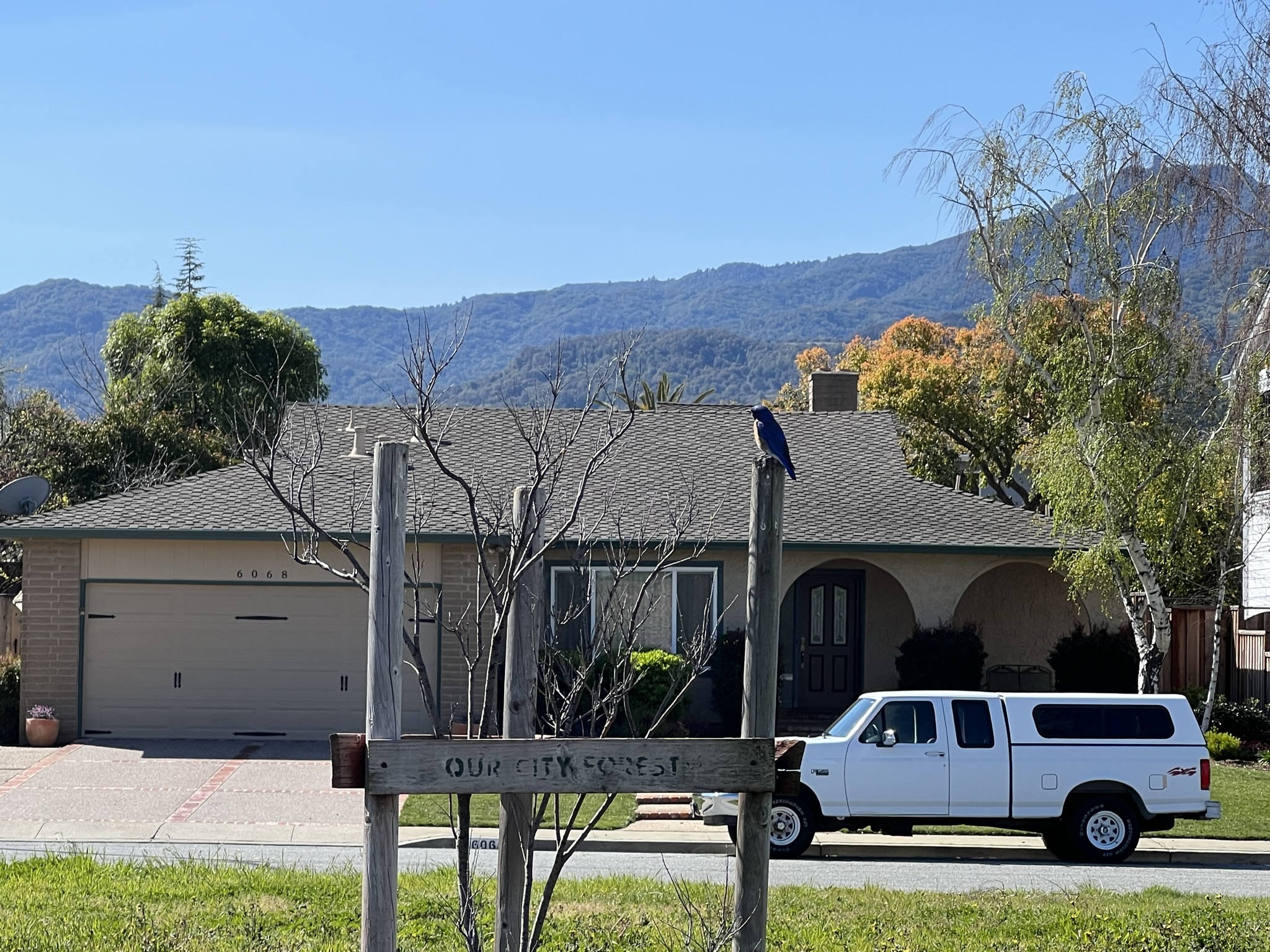 这个是个蓝色的鸟