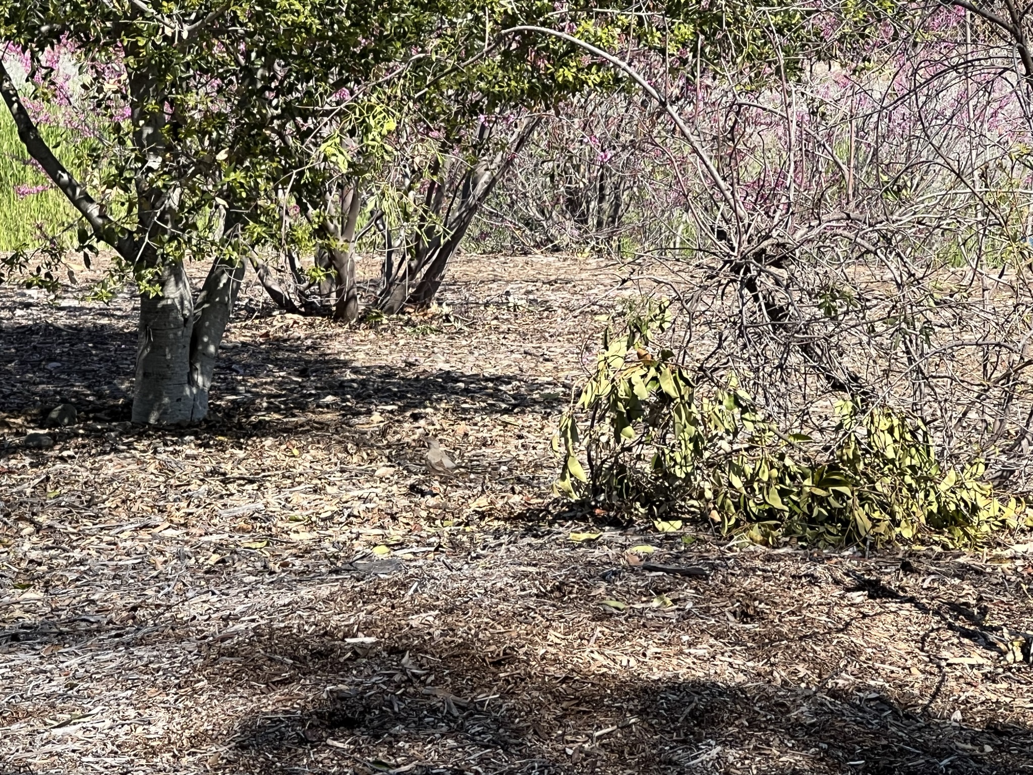 这个是个灰色的鸟