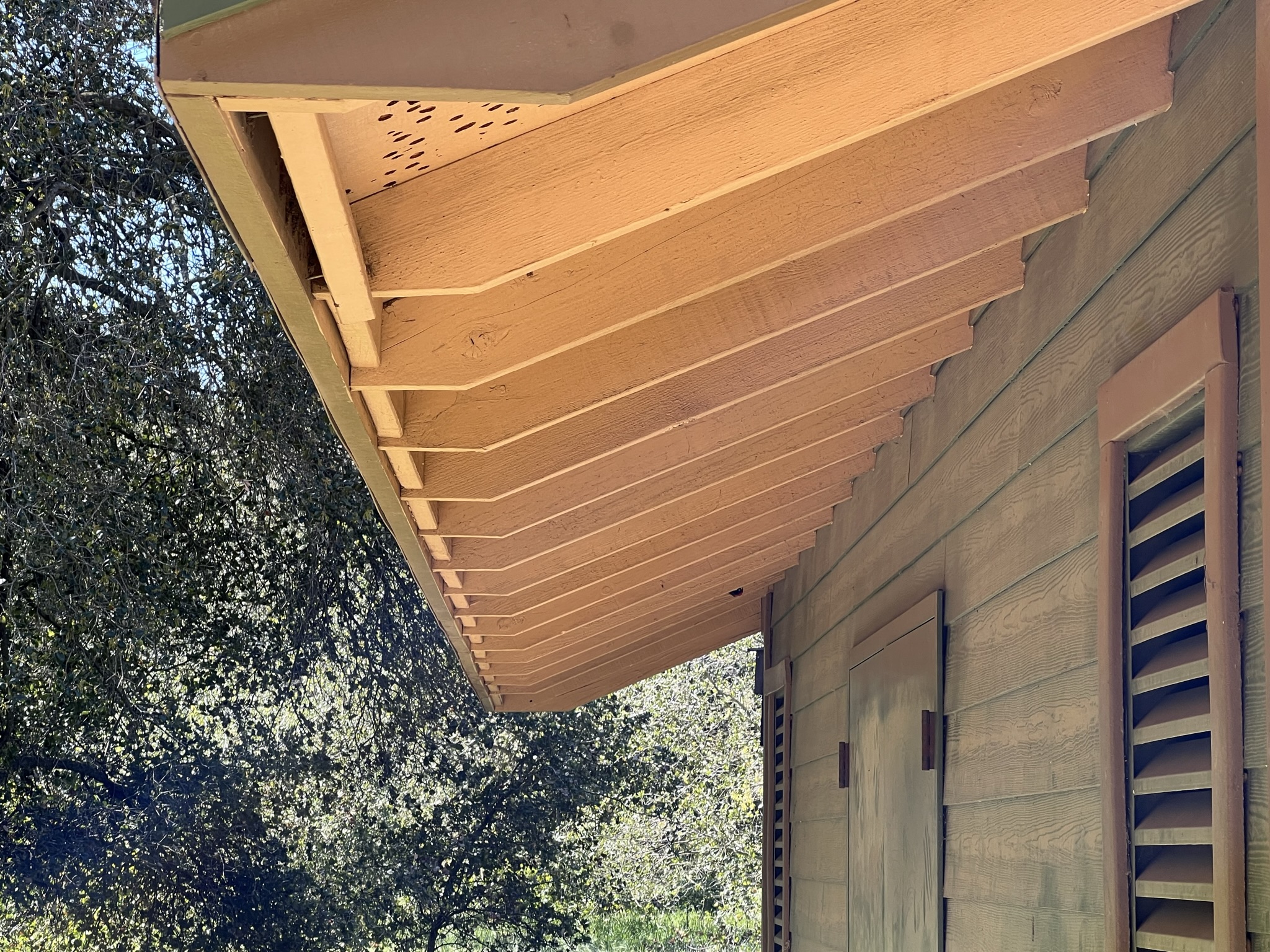 这里的啄木鸟把屋顶啄的都是洞