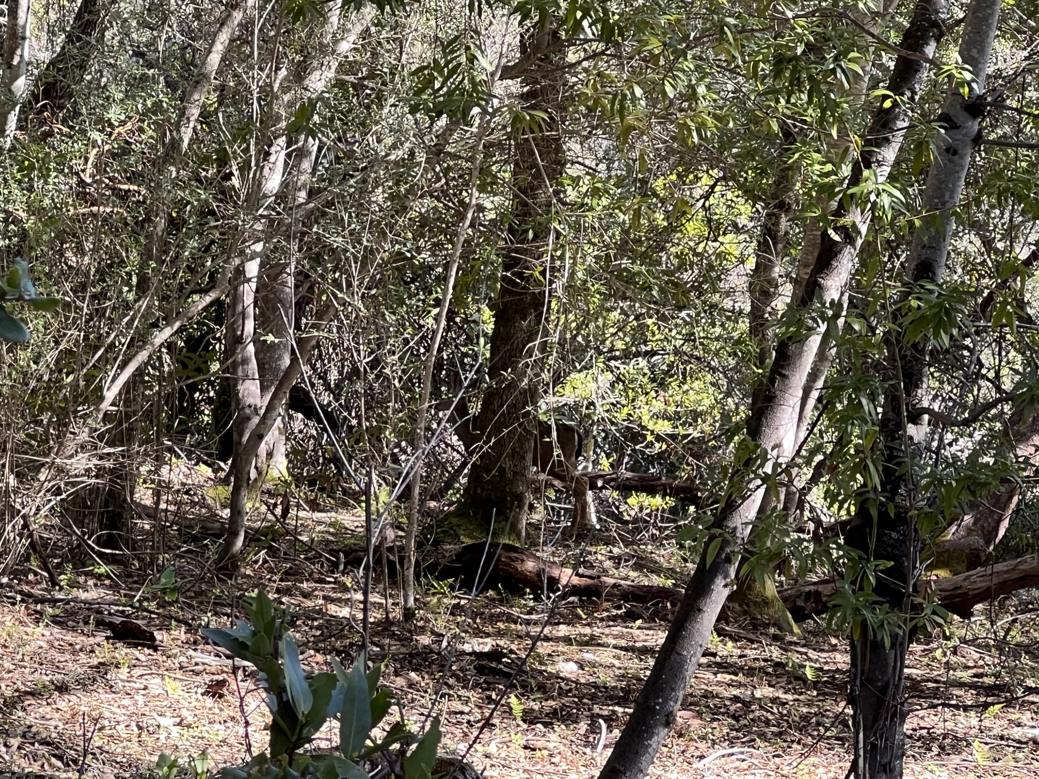 偶然间碰到了鹿