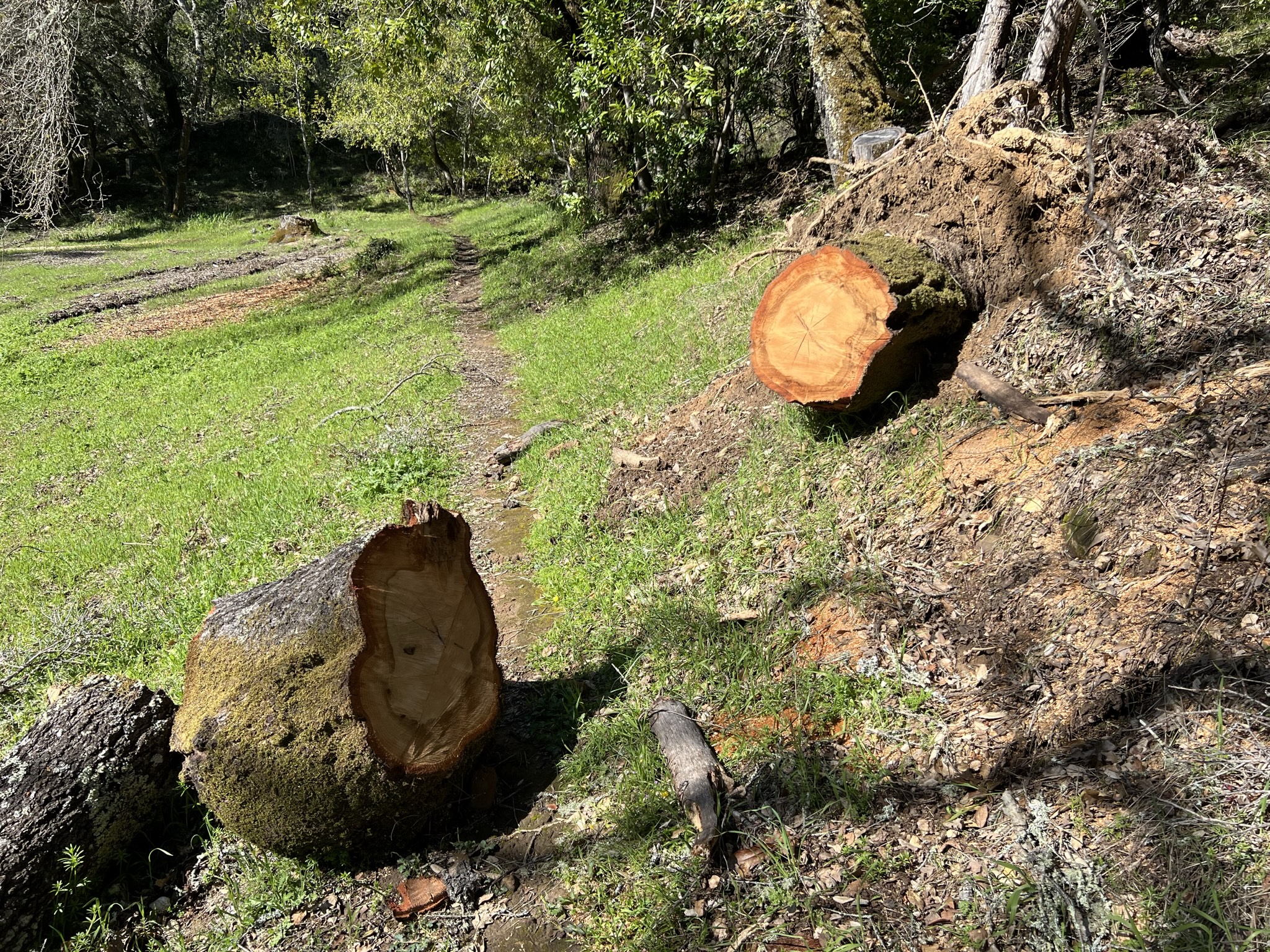 挡路的大树已经被锯开