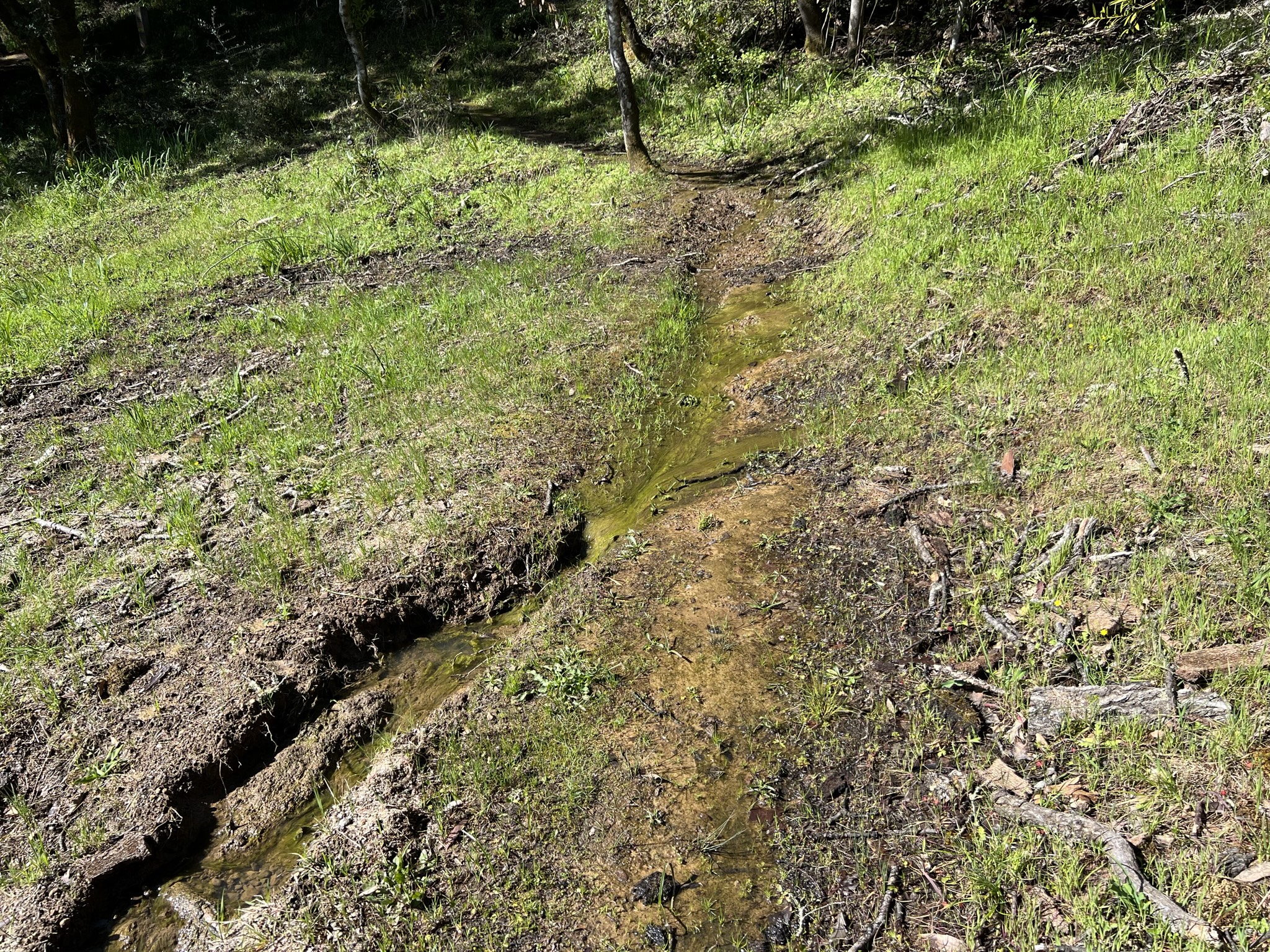 整个公园今天都是湿漉漉的