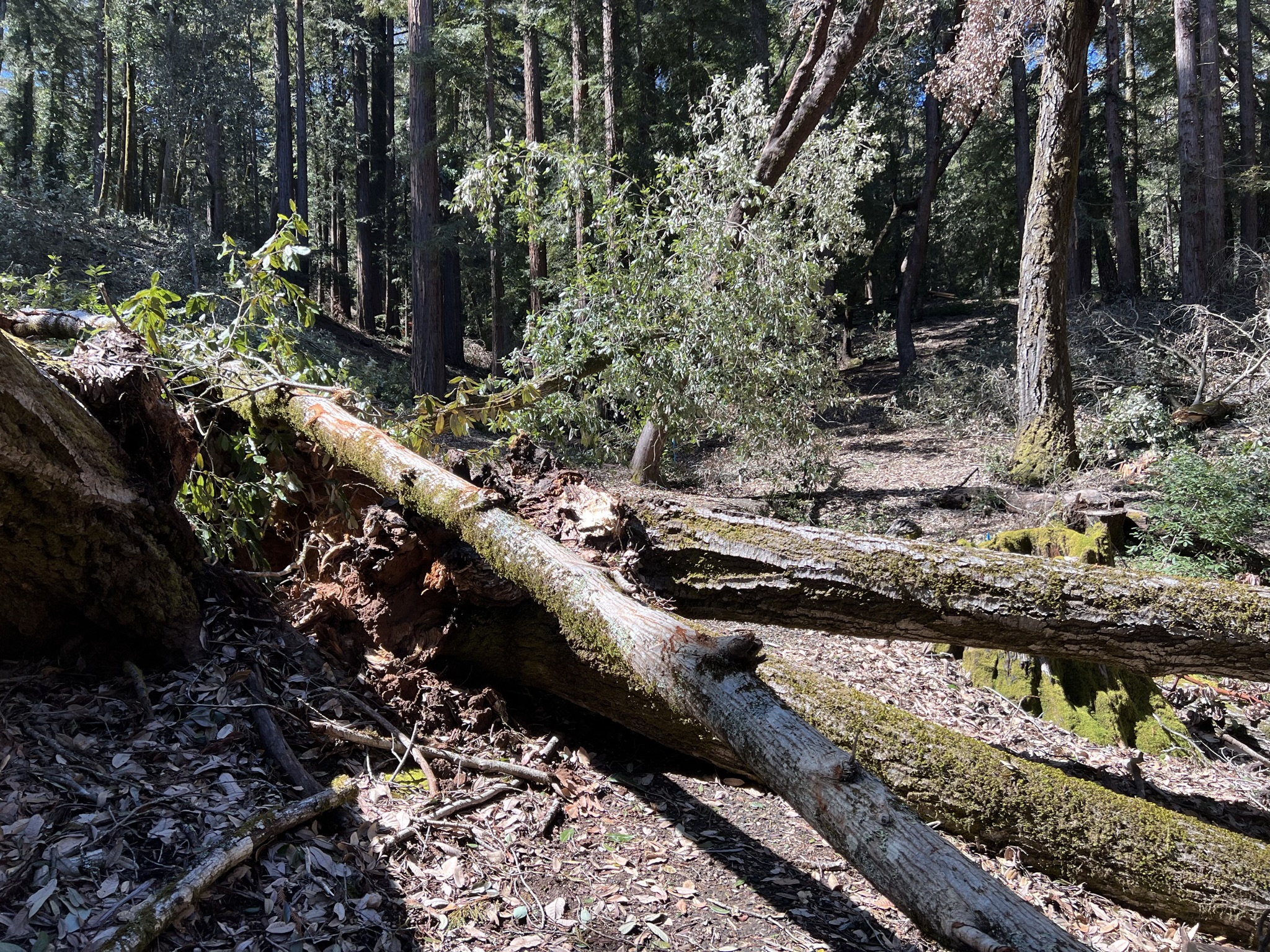 去 Toyon Campground 的路被拦住了，无法通过