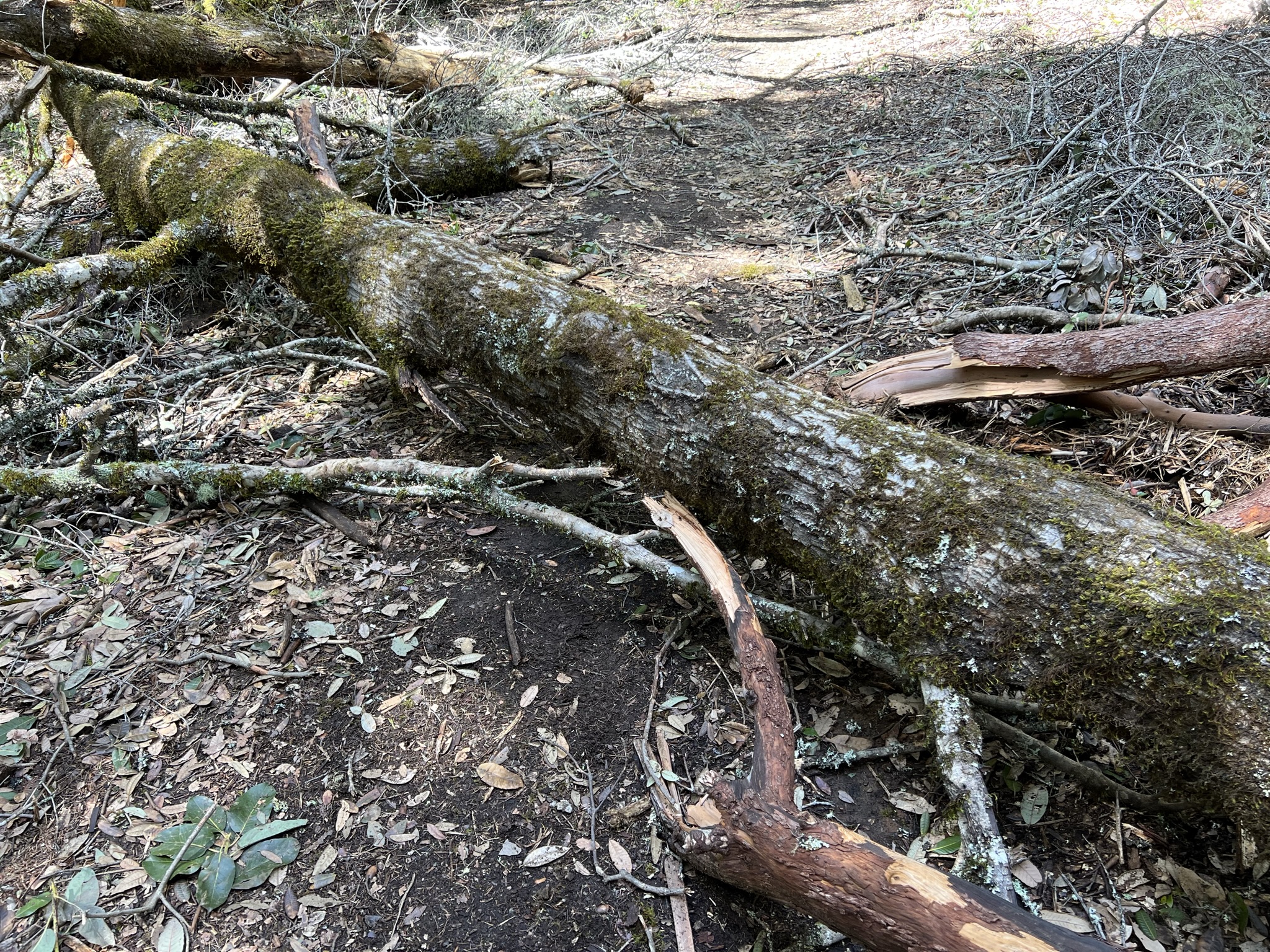 倒下的大树挡路