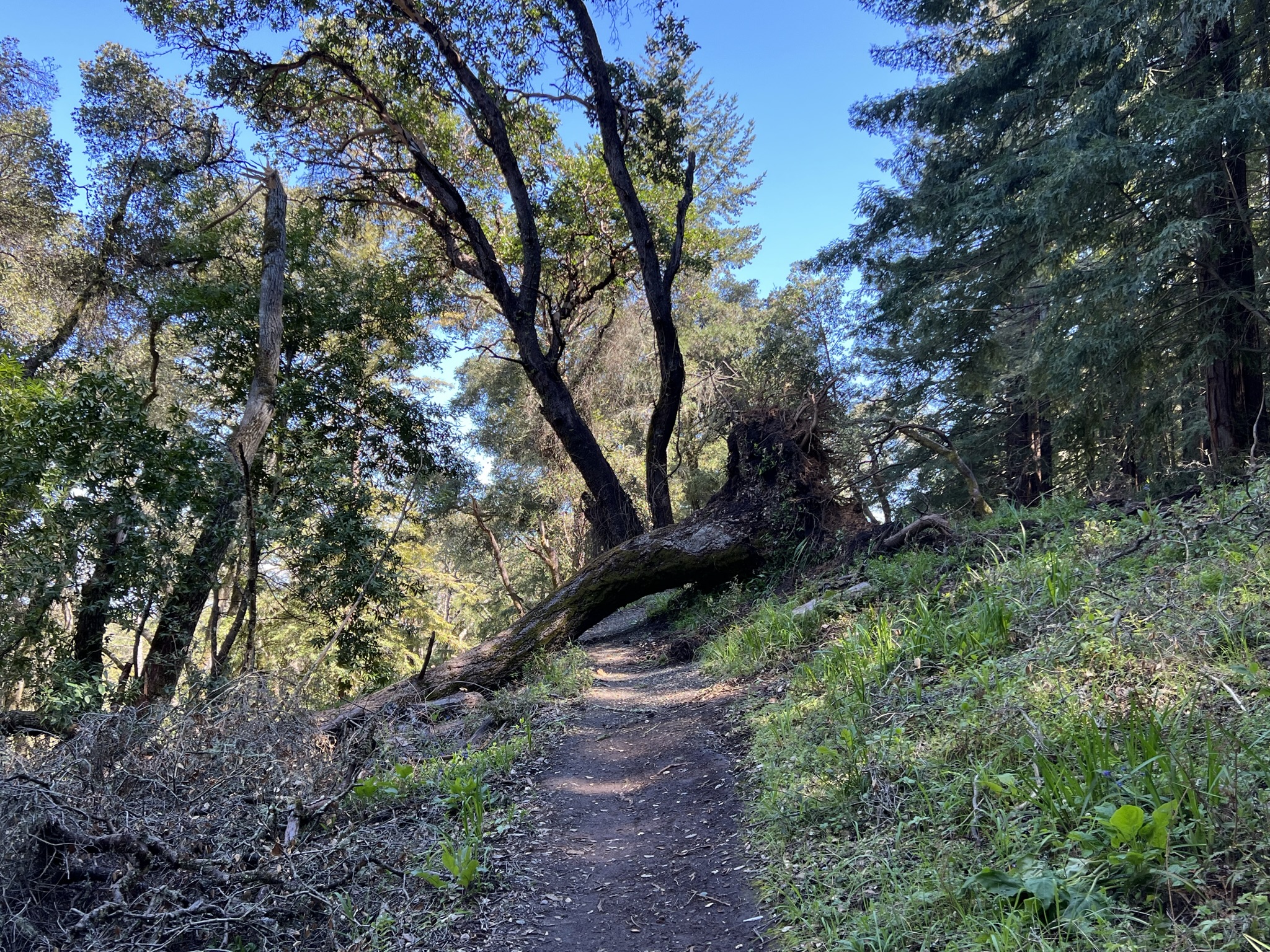 倒下的巨树拦住了去路