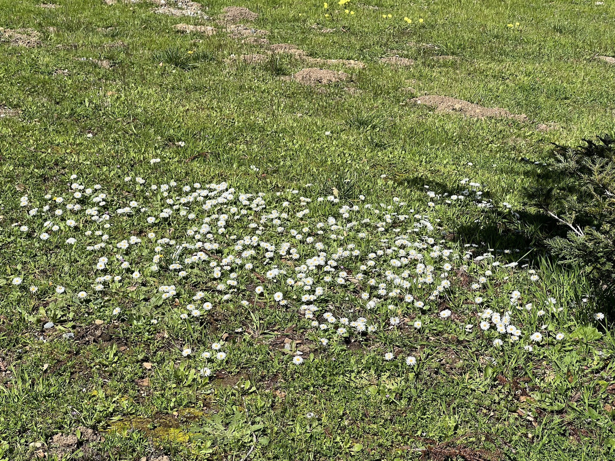 地上的一片白花