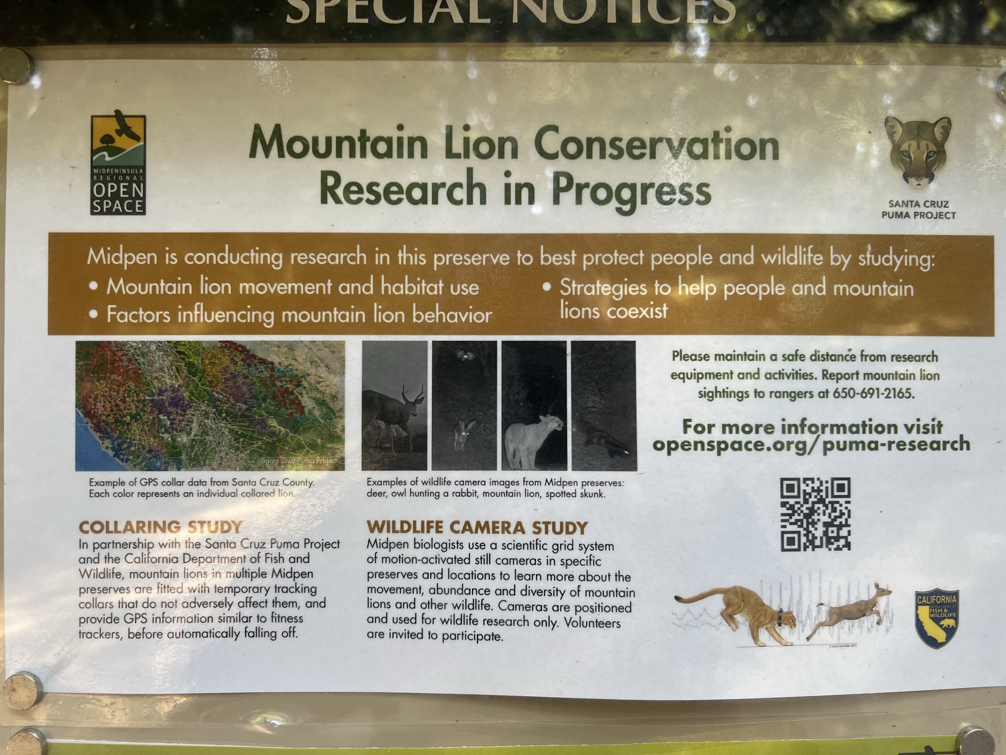 山里的各种动物