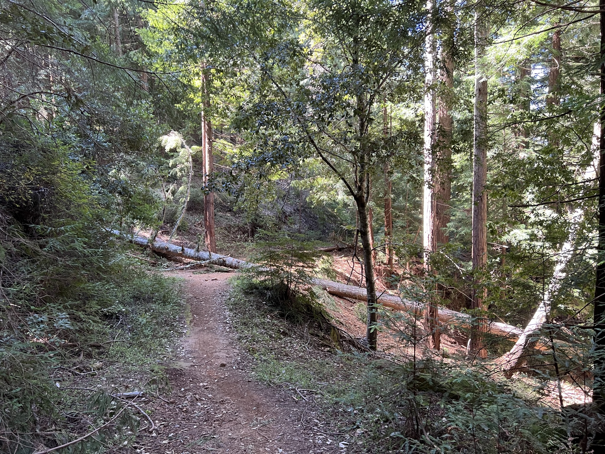 被倒下的树拦住