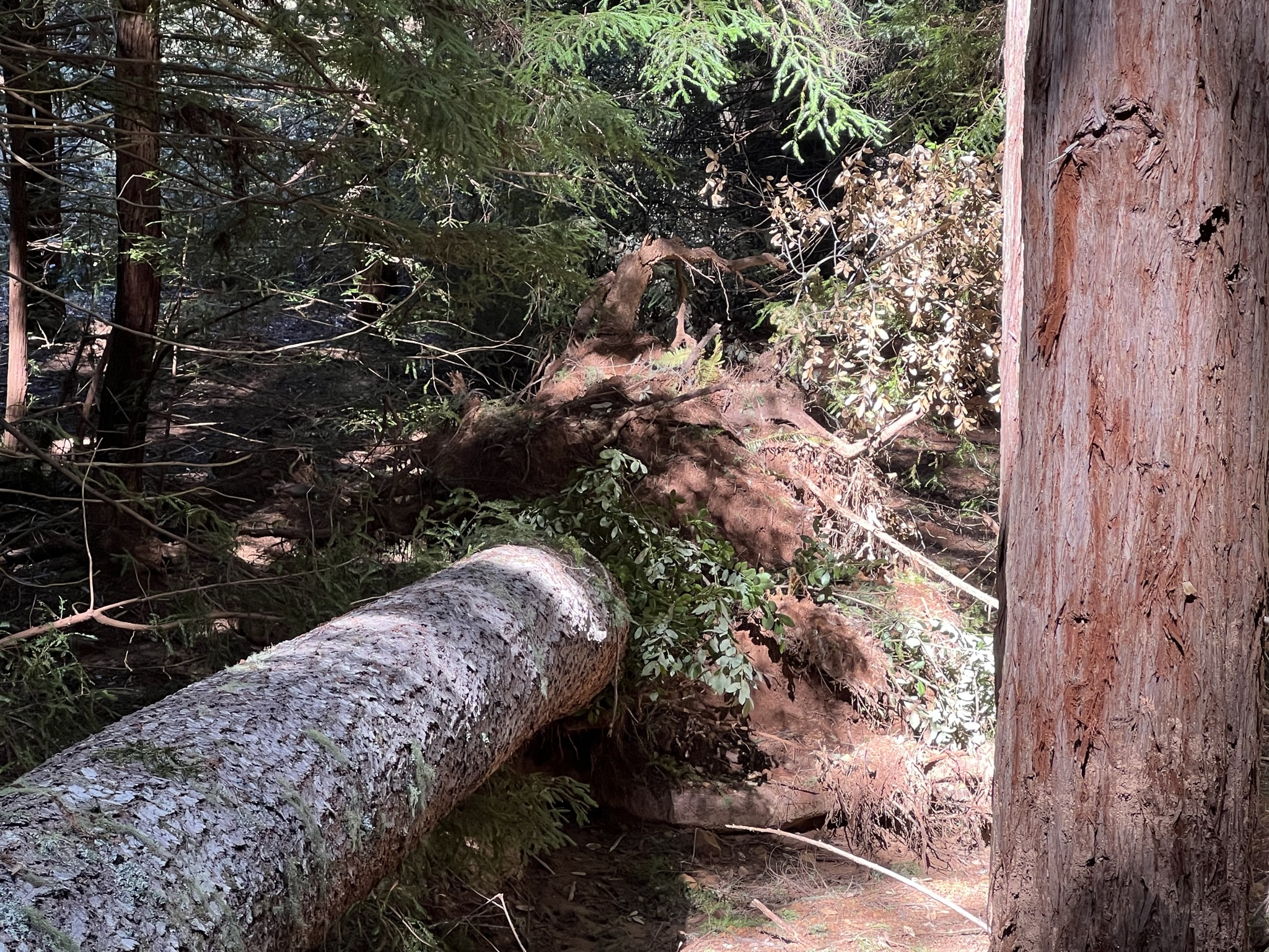 倒下的树的树根