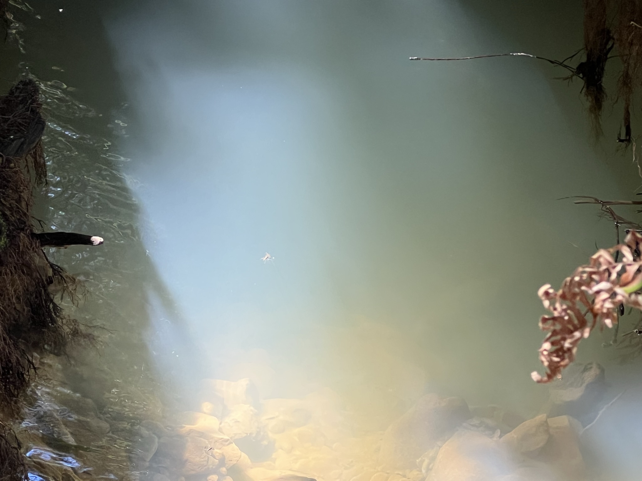 这是打架还是交配？