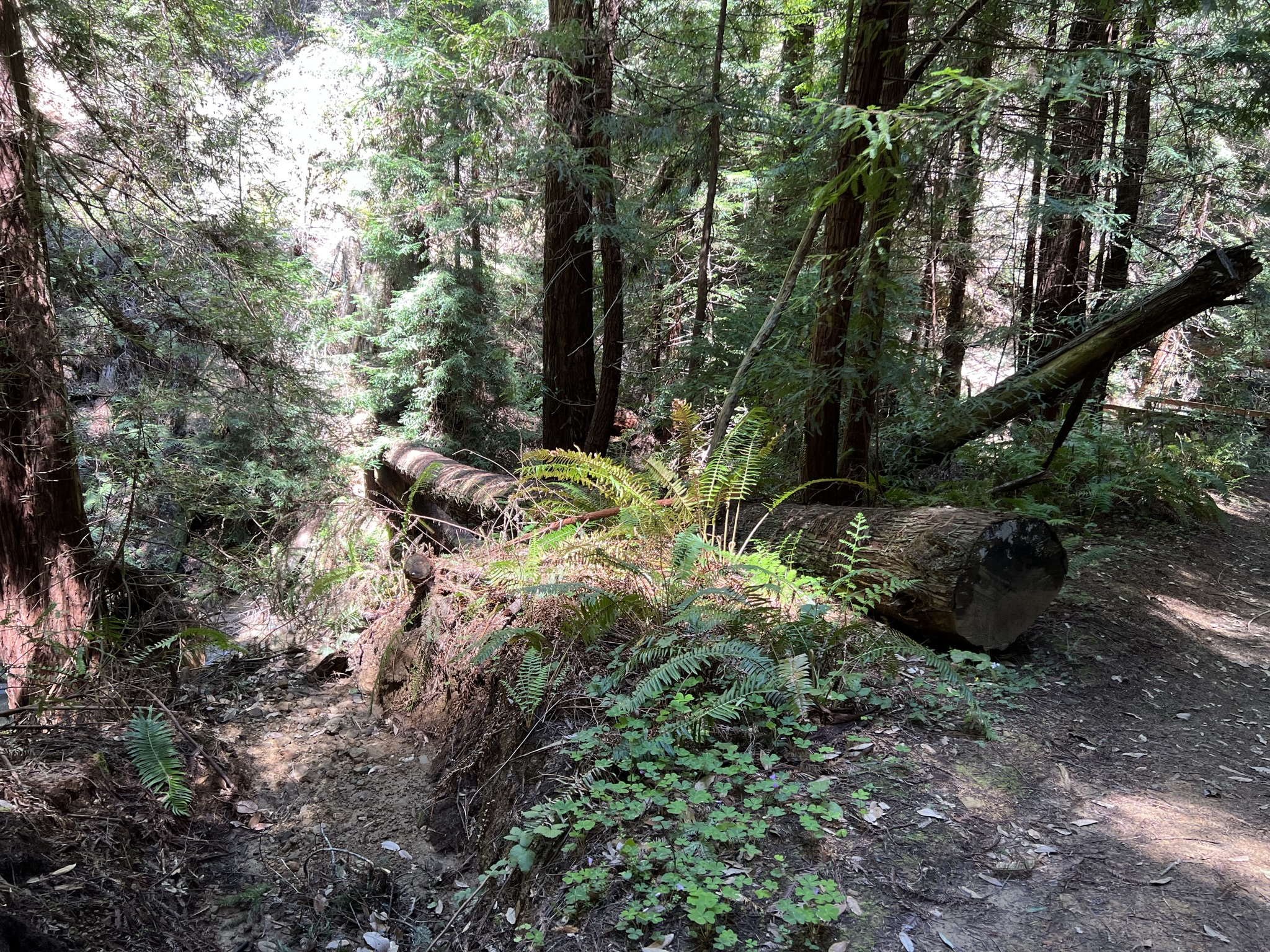 甚至可以沿着大树过河