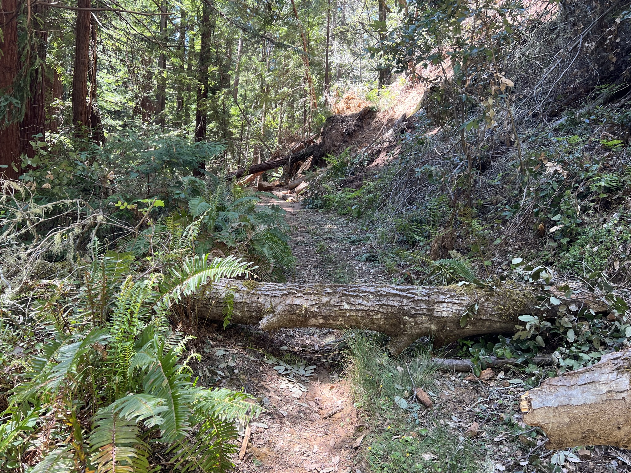 前面都是倒下的树