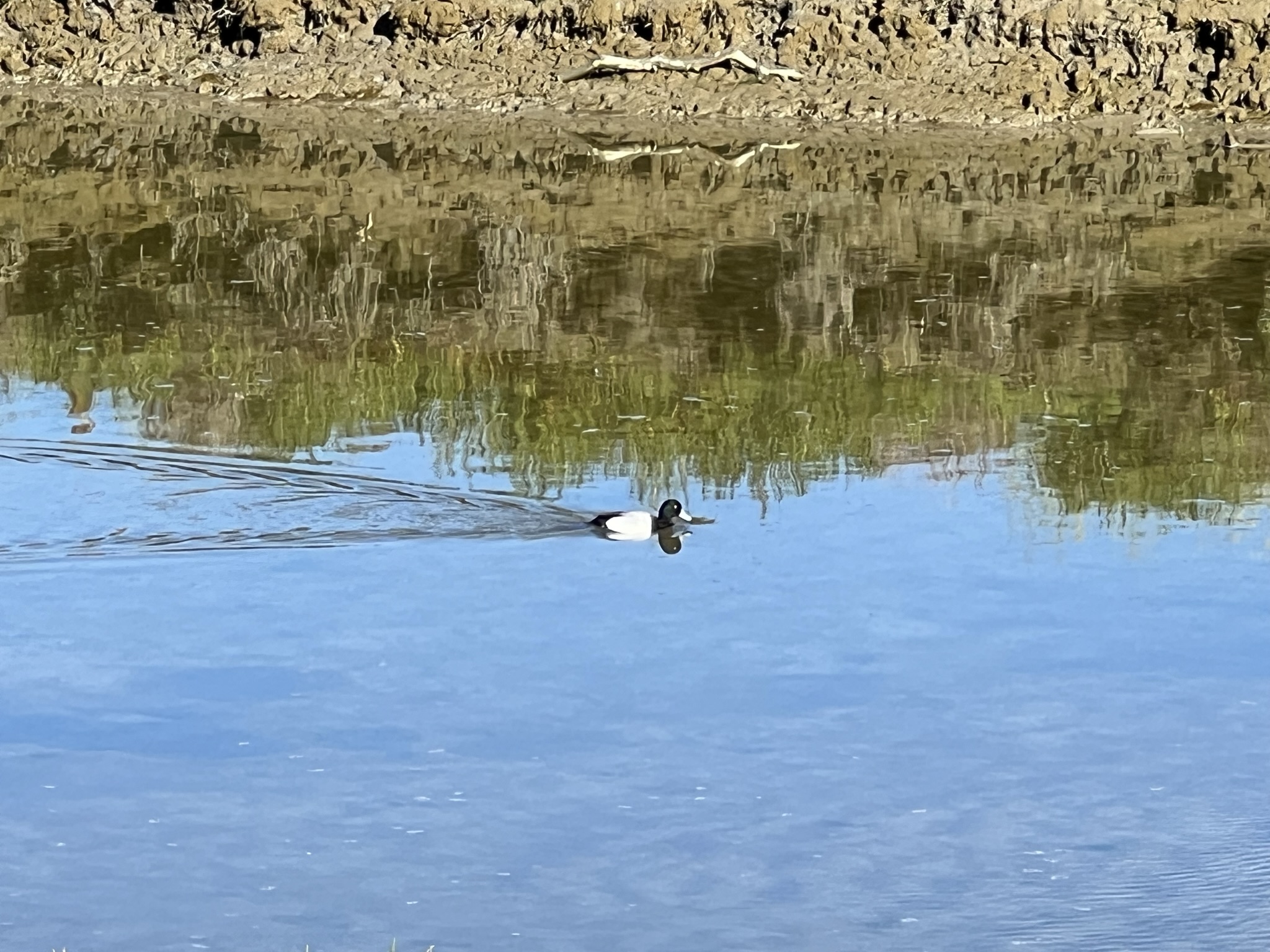 这个鸭子嘴巴好像是蓝色的