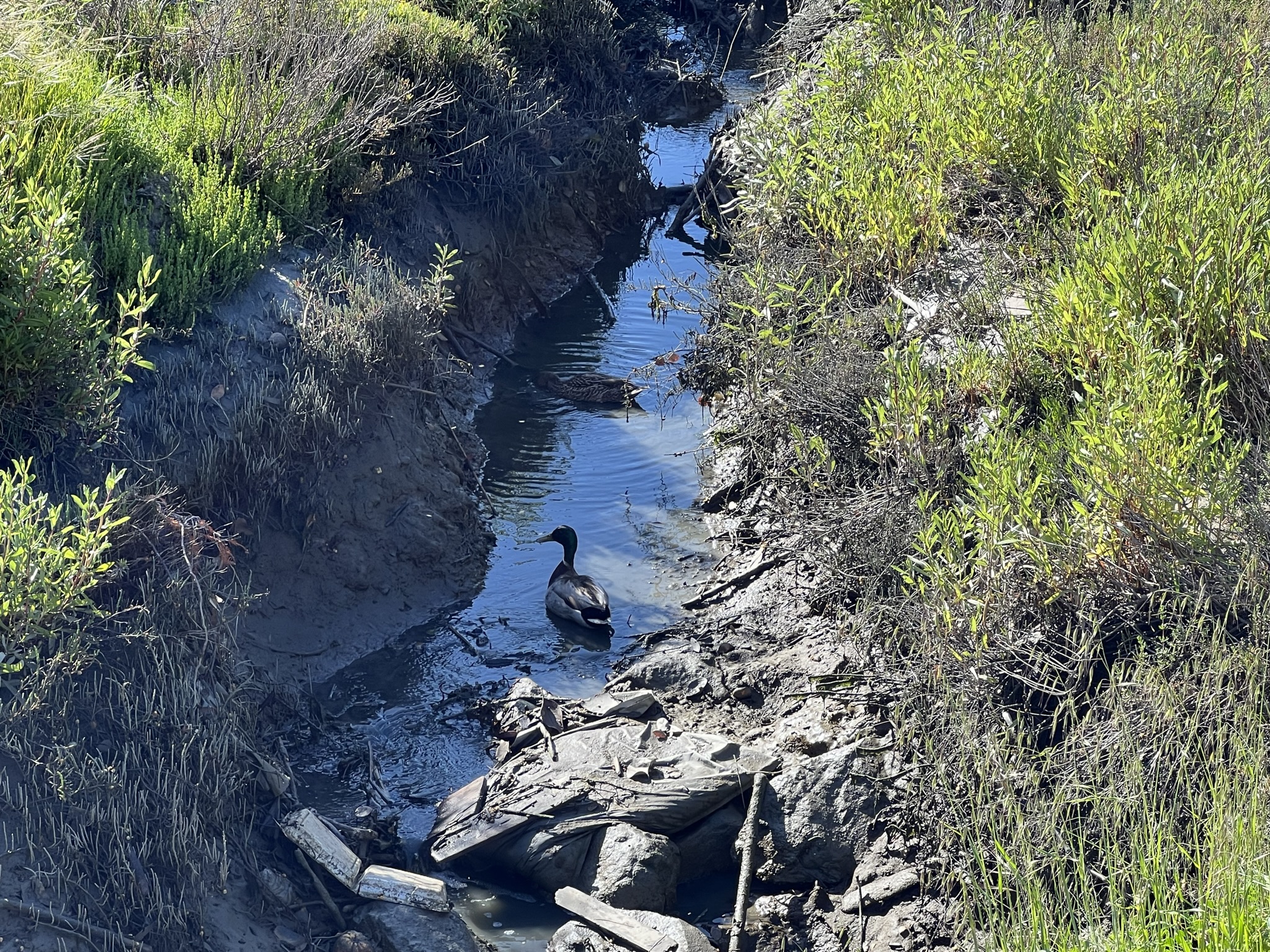 在水沟里的一对鸭子