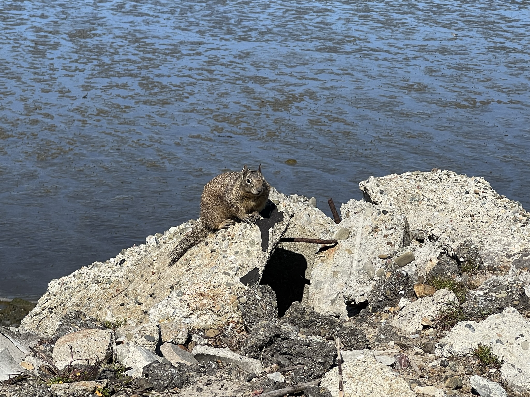 又是一个放哨的松鼠