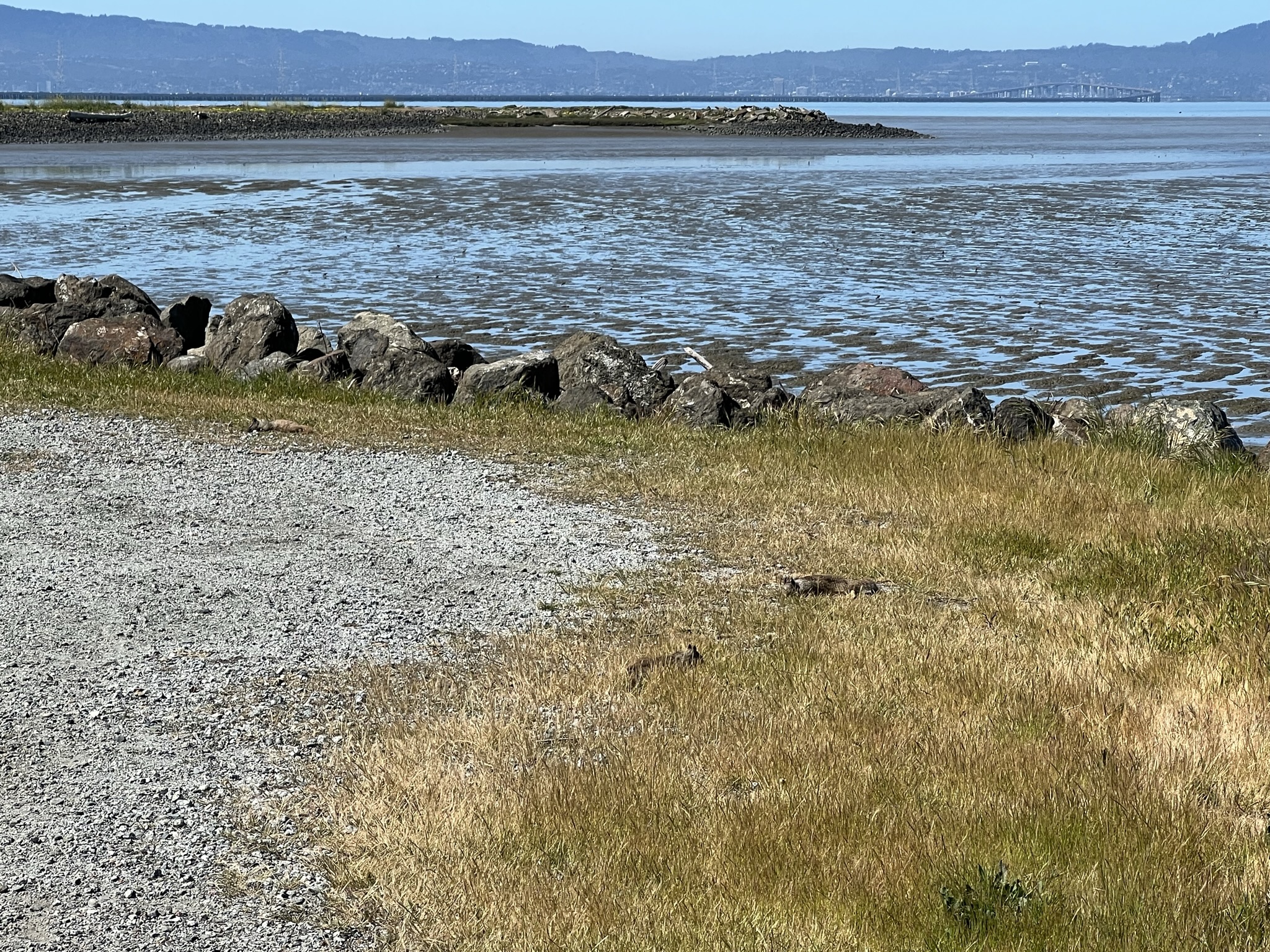 三个晒太阳的松鼠