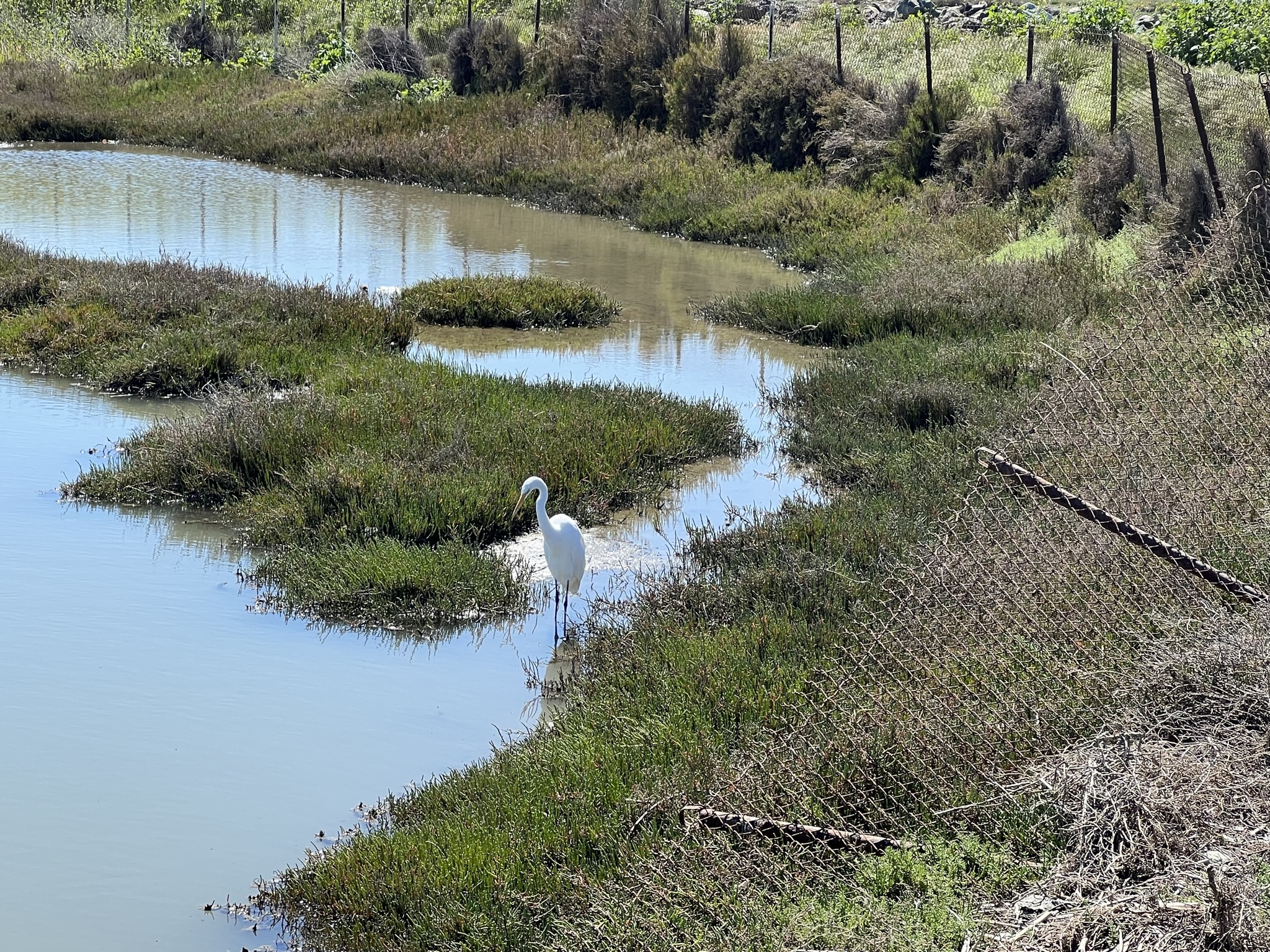 近距离观察白鹭