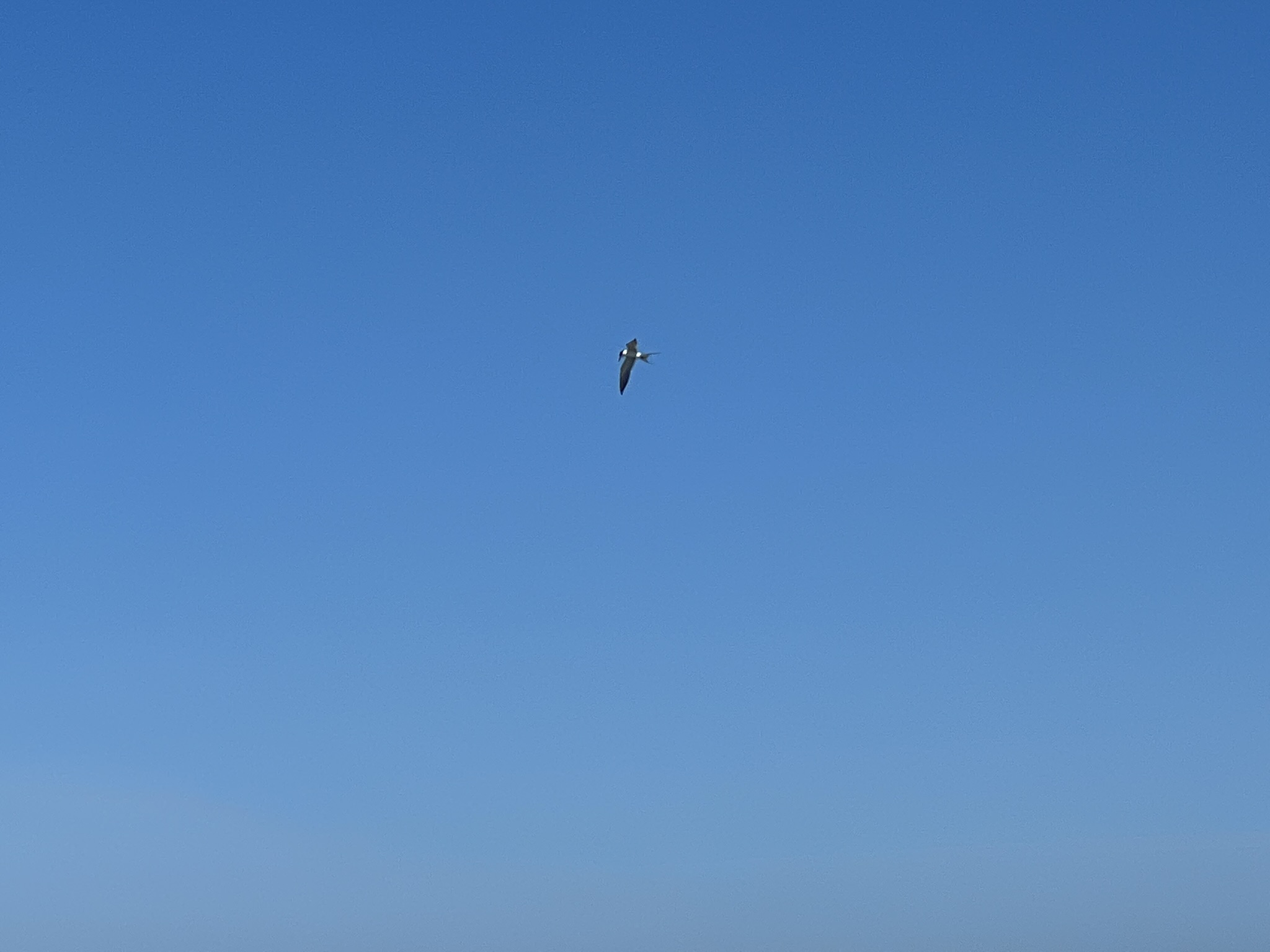 战斗机准备俯冲