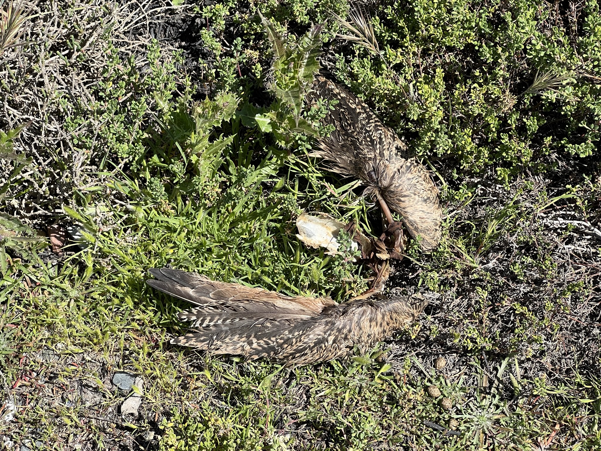 加拿大鹅的羽毛？