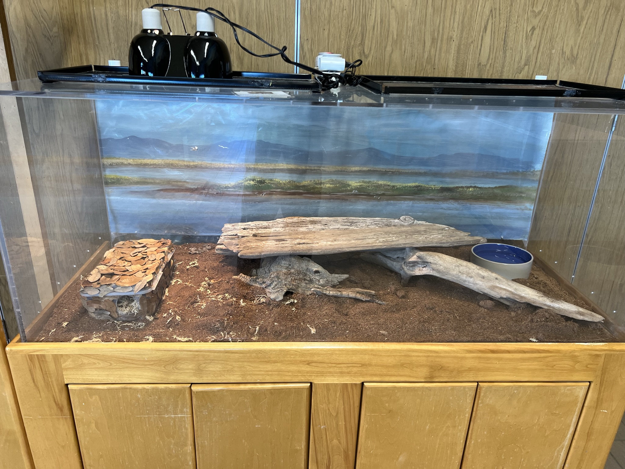 这里藏了一条 Gopher Snake，看不到