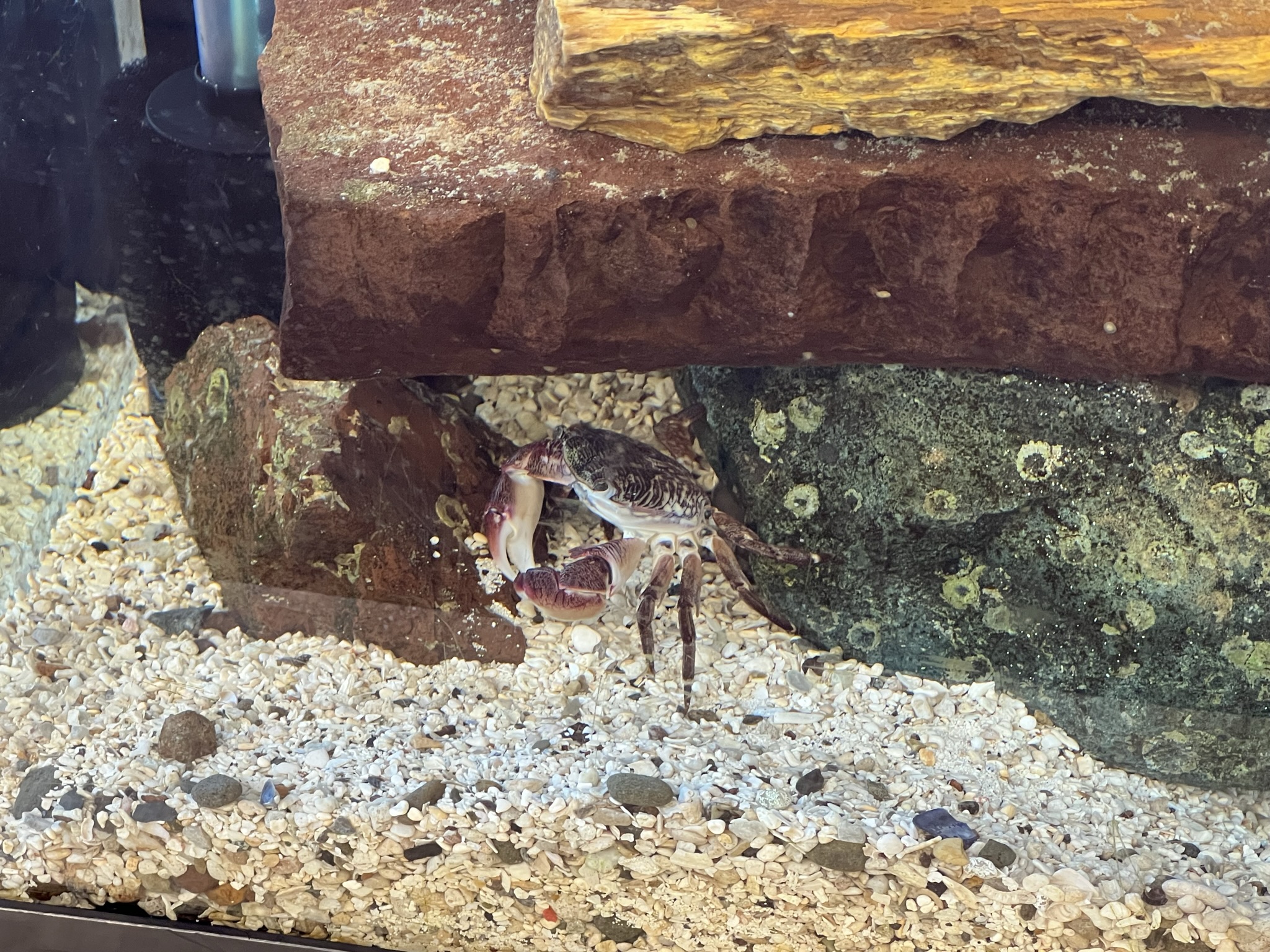 鱼缸里有个螃蟹